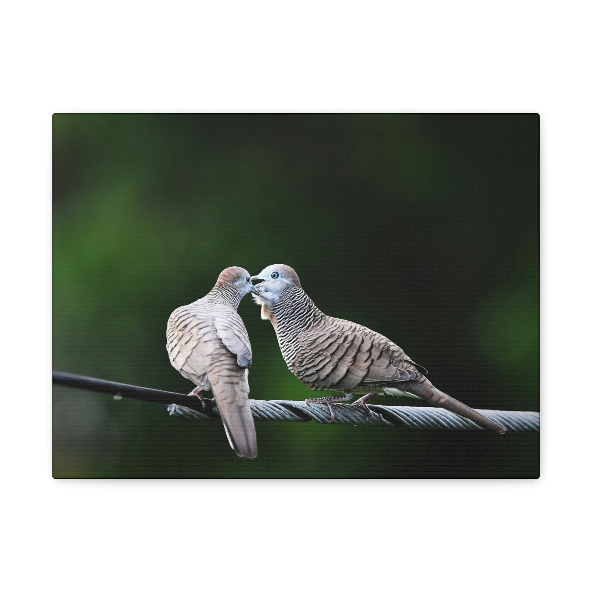 Scripture Walls Couple of Sweet Zebra Dove Kissing Print Animal Wall Art Wildlife Canvas Prints Wall Art Ready to Hang Unframed-Express Your Love Gifts