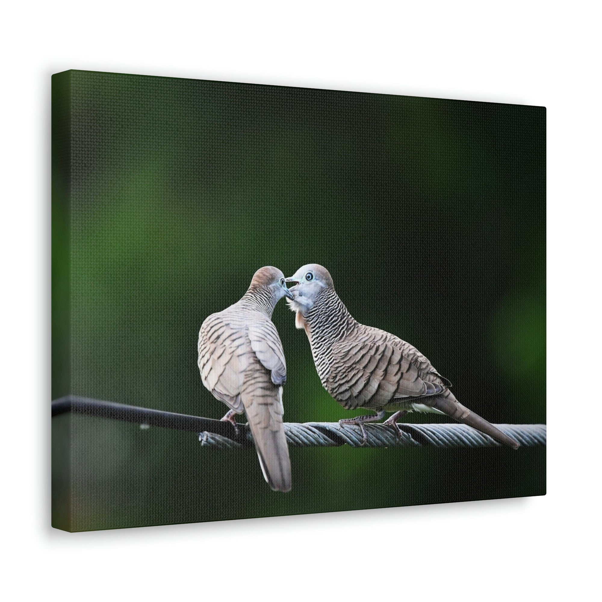 Scripture Walls Couple of Sweet Zebra Dove Kissing Print Animal Wall Art Wildlife Canvas Prints Wall Art Ready to Hang Unframed-Express Your Love Gifts