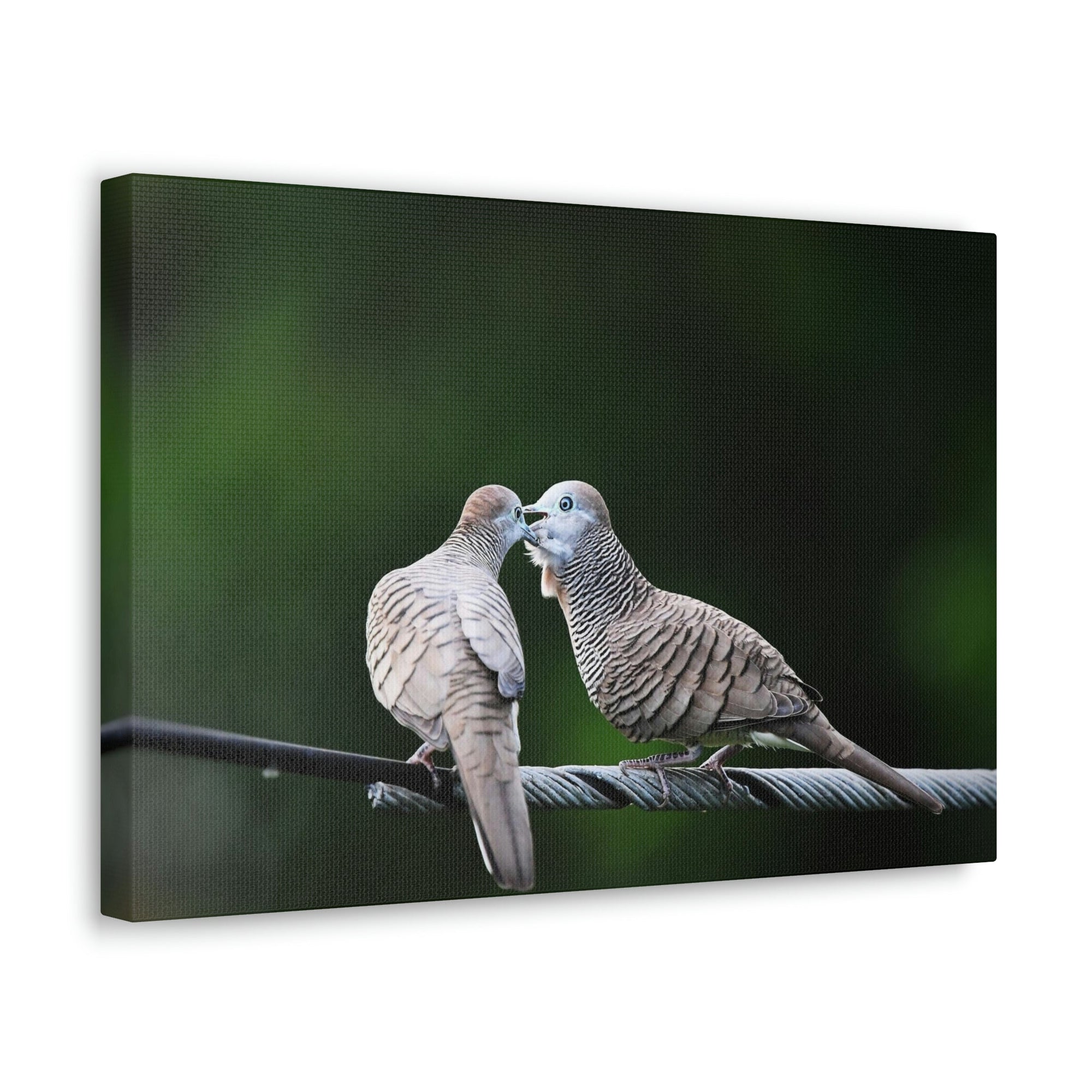 Scripture Walls Couple of Sweet Zebra Dove Kissing Print Animal Wall Art Wildlife Canvas Prints Wall Art Ready to Hang Unframed-Express Your Love Gifts