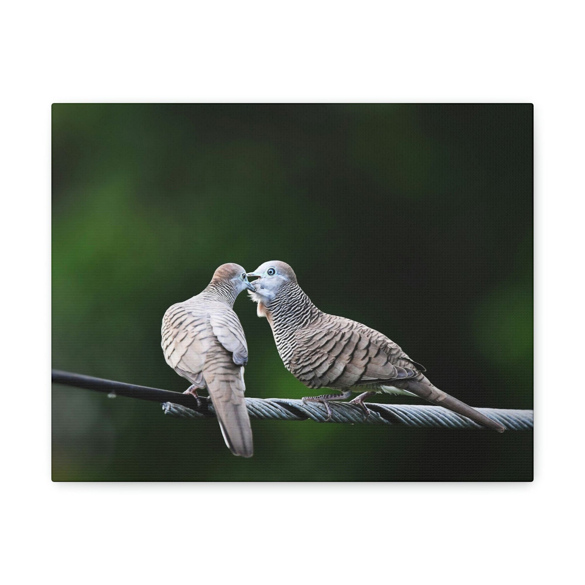 Scripture Walls Couple of Sweet Zebra Dove Kissing Print Animal Wall Art Wildlife Canvas Prints Wall Art Ready to Hang Unframed-Express Your Love Gifts