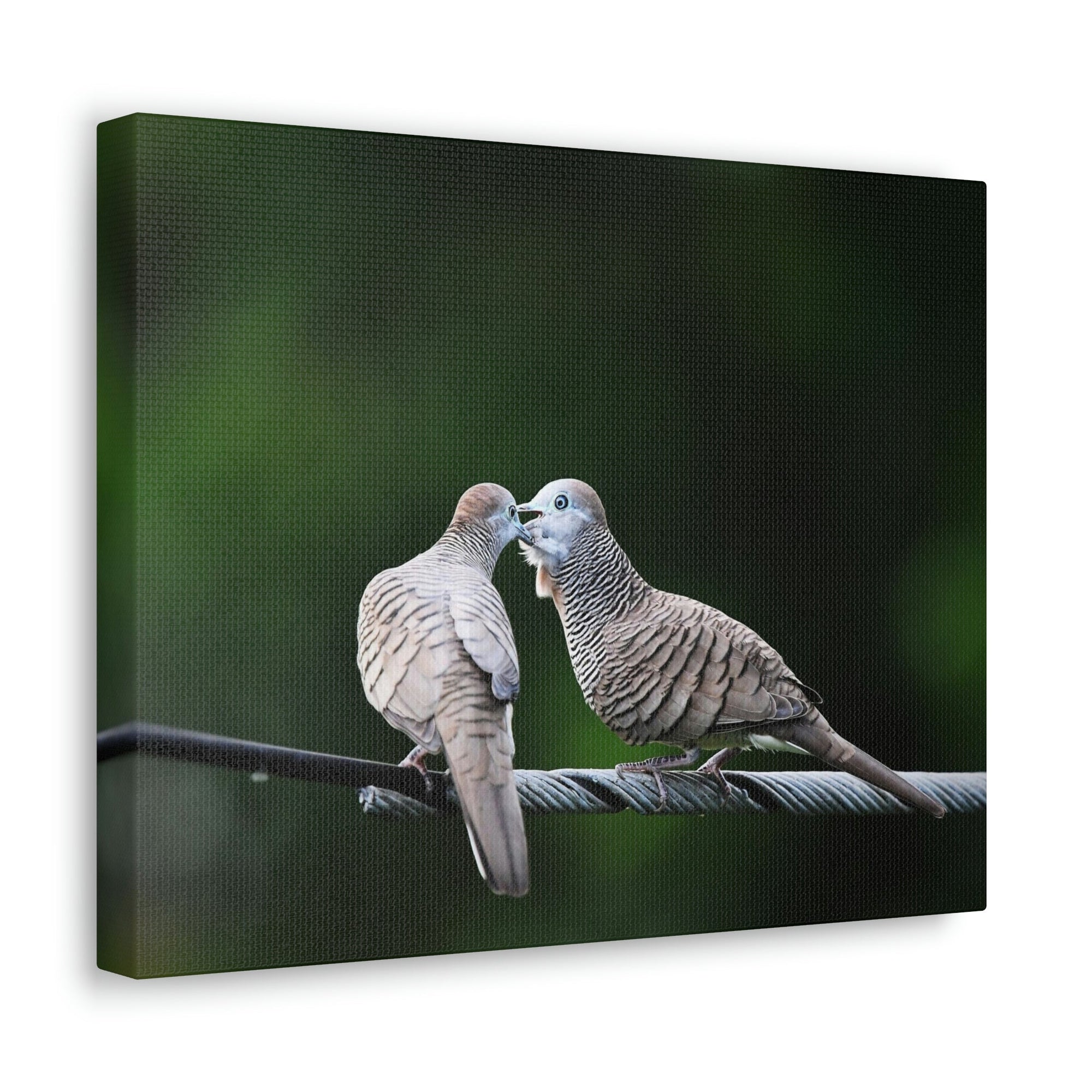 Scripture Walls Couple of Sweet Zebra Dove Kissing Print Animal Wall Art Wildlife Canvas Prints Wall Art Ready to Hang Unframed-Express Your Love Gifts