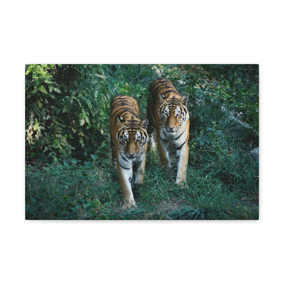 Scripture Walls Couple of Tiger Coming Out of the Wood Print Animal Wall Art Wildlife Canvas Prints Wall Art Ready to Hang Unframed-Express Your Love Gifts