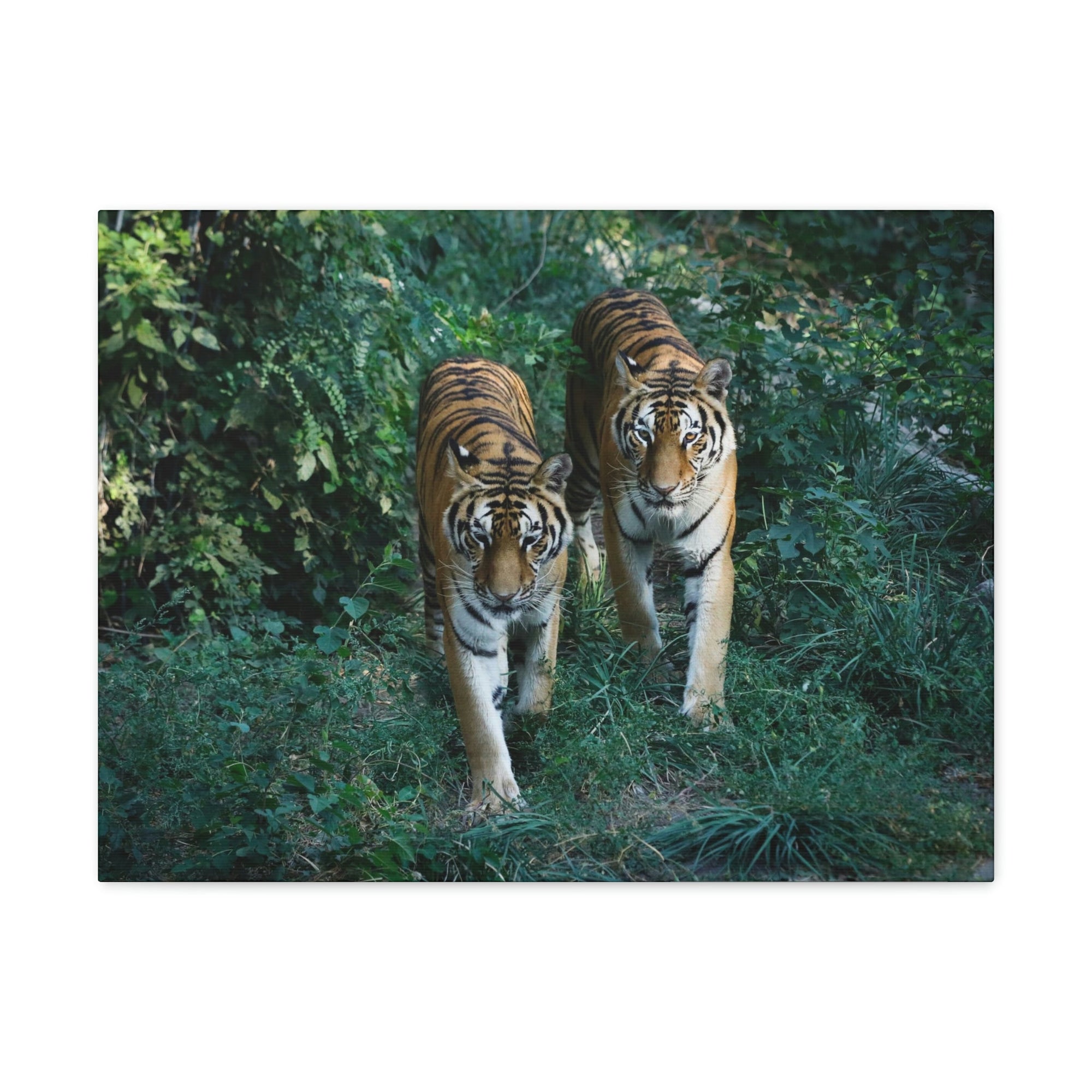 Scripture Walls Couple of Tiger Coming Out of the Wood Print Animal Wall Art Wildlife Canvas Prints Wall Art Ready to Hang Unframed-Express Your Love Gifts