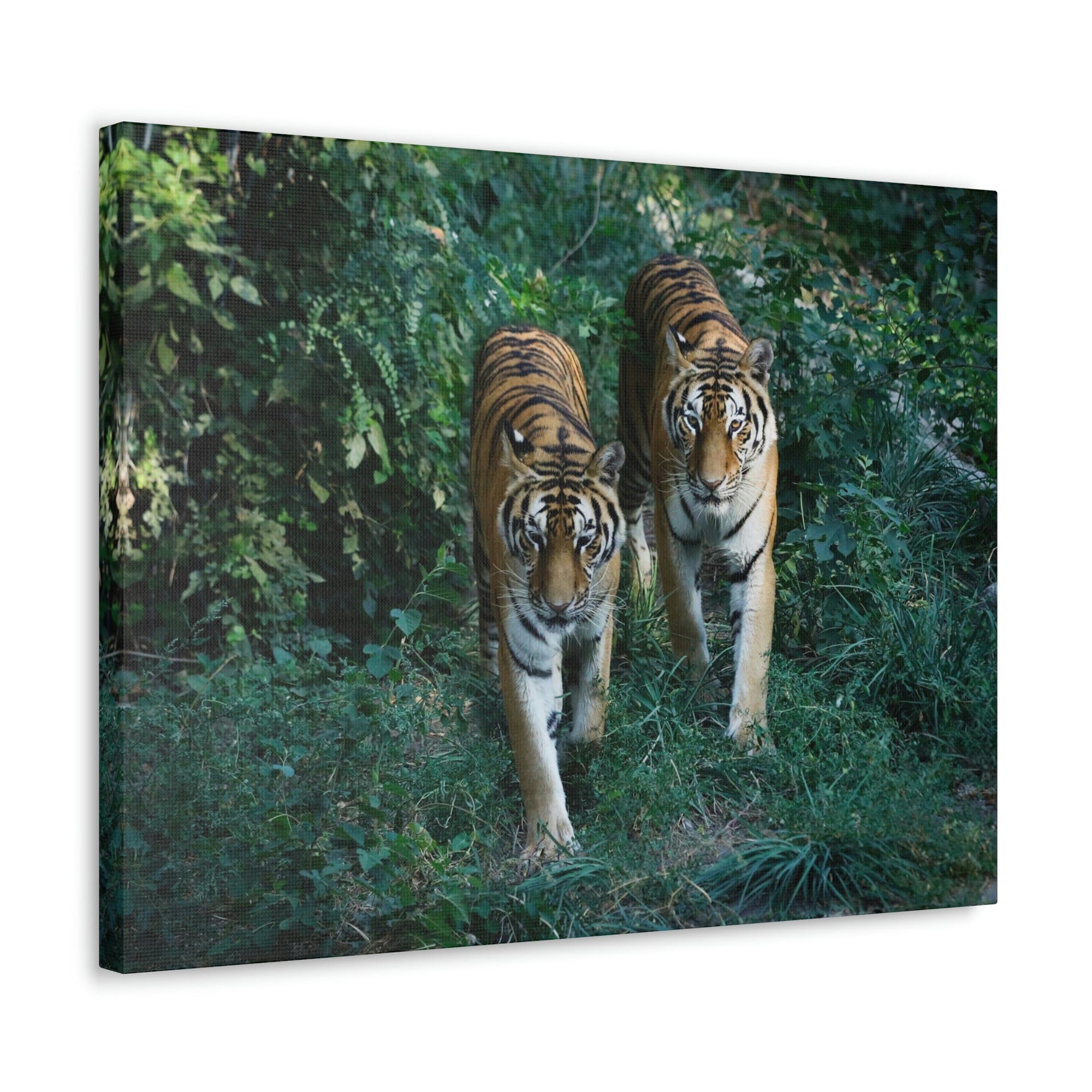 Scripture Walls Couple of Tiger Coming Out of the Wood Print Animal Wall Art Wildlife Canvas Prints Wall Art Ready to Hang Unframed-Express Your Love Gifts