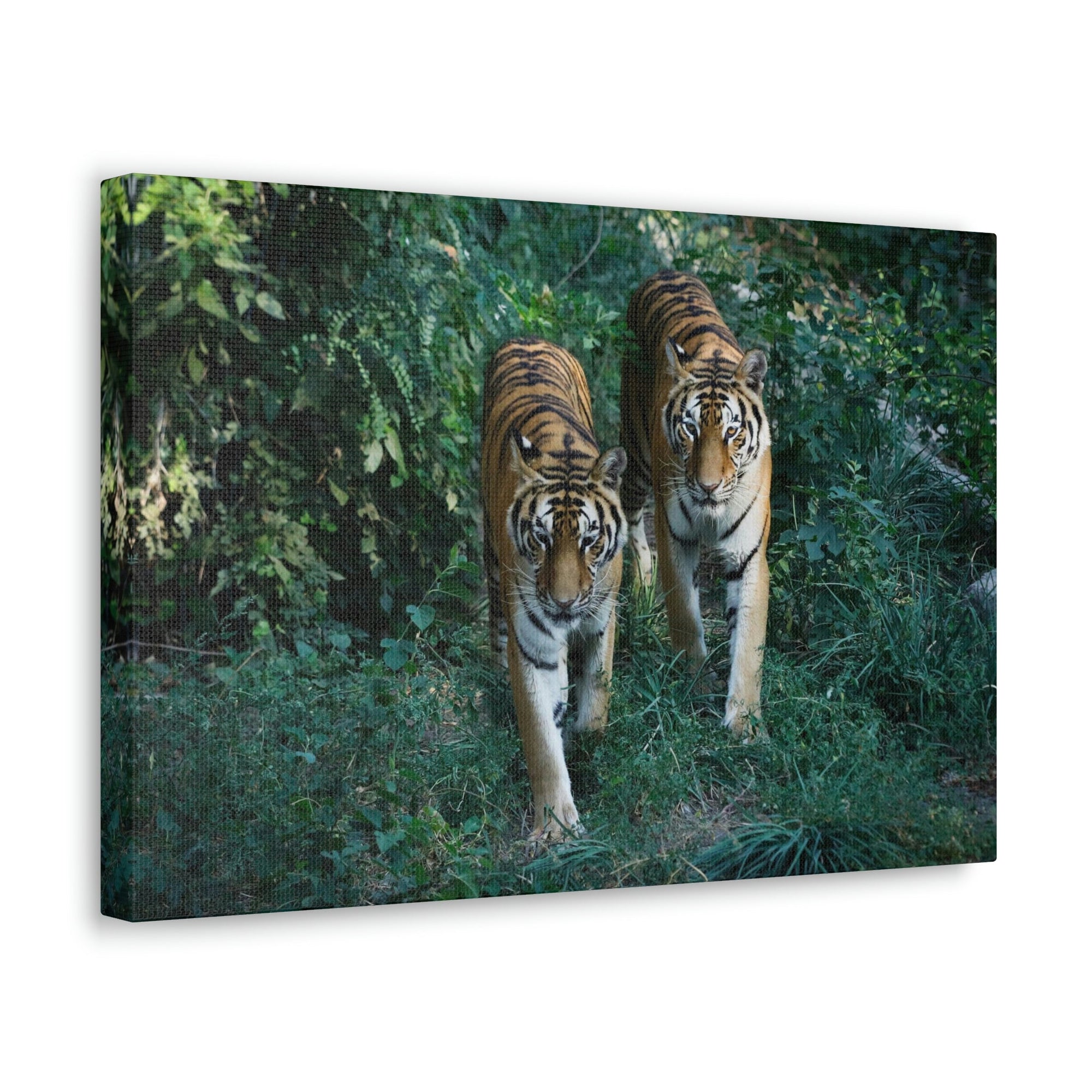 Scripture Walls Couple of Tiger Coming Out of the Wood Print Animal Wall Art Wildlife Canvas Prints Wall Art Ready to Hang Unframed-Express Your Love Gifts