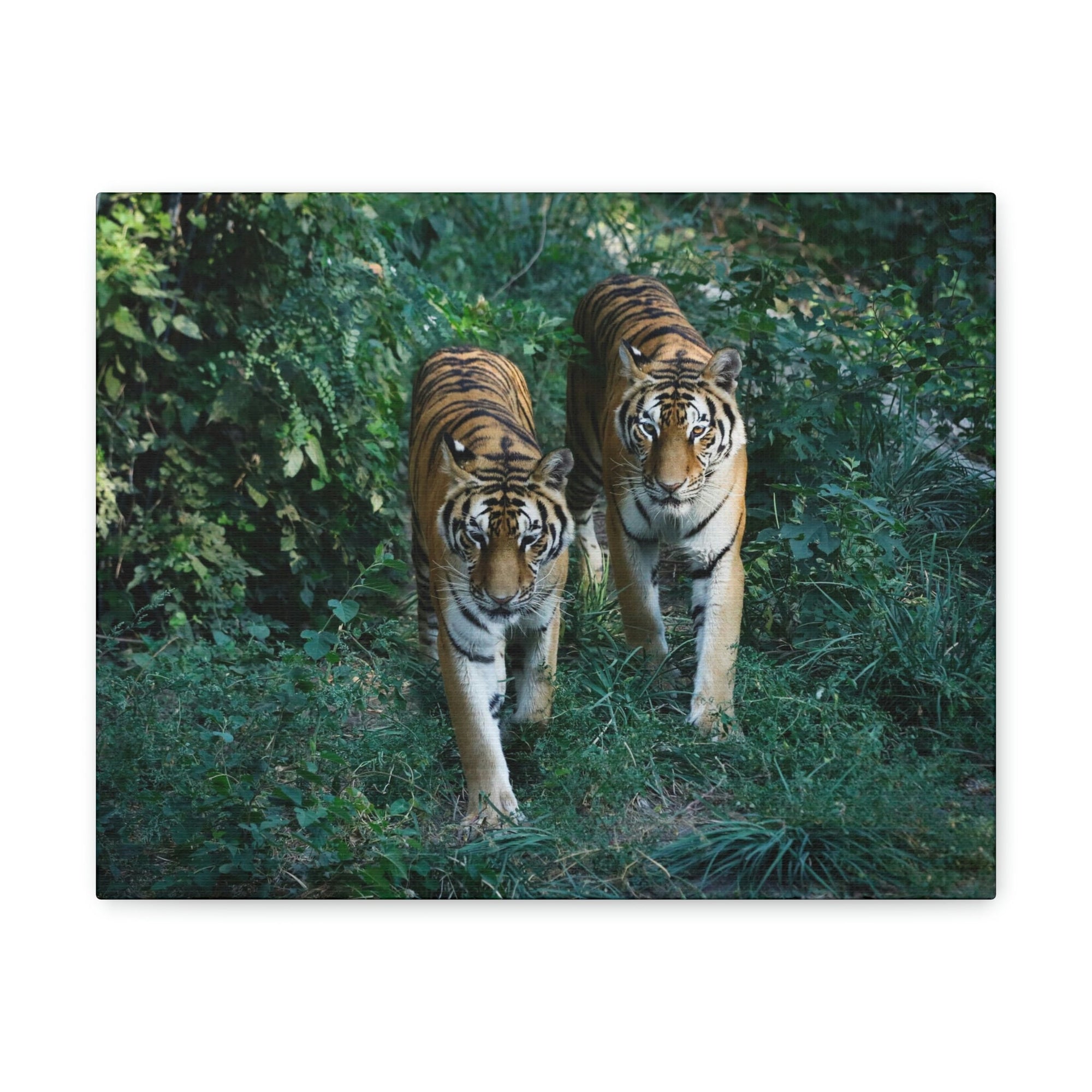 Scripture Walls Couple of Tiger Coming Out of the Wood Print Animal Wall Art Wildlife Canvas Prints Wall Art Ready to Hang Unframed-Express Your Love Gifts