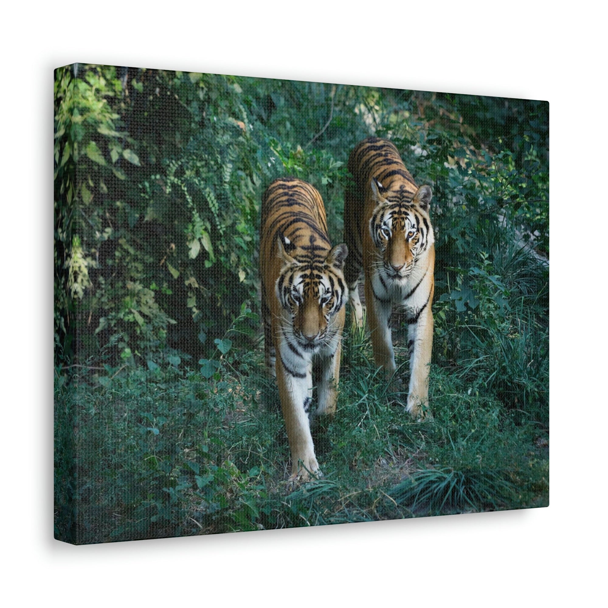 Scripture Walls Couple of Tiger Coming Out of the Wood Print Animal Wall Art Wildlife Canvas Prints Wall Art Ready to Hang Unframed-Express Your Love Gifts