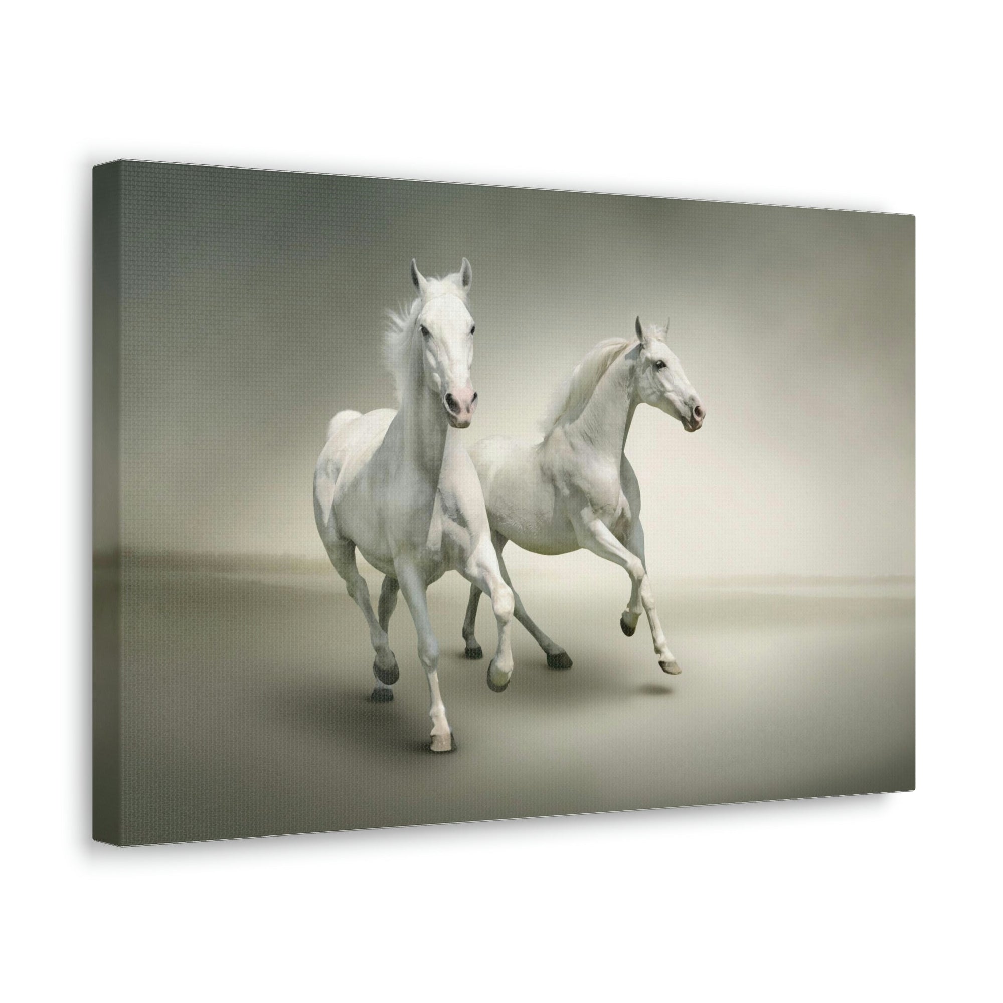 Scripture Walls Couple of White Arab Horse Print Animal Wall Art Wildlife Canvas Prints Wall Art Ready to Hang Unframed-Express Your Love Gifts