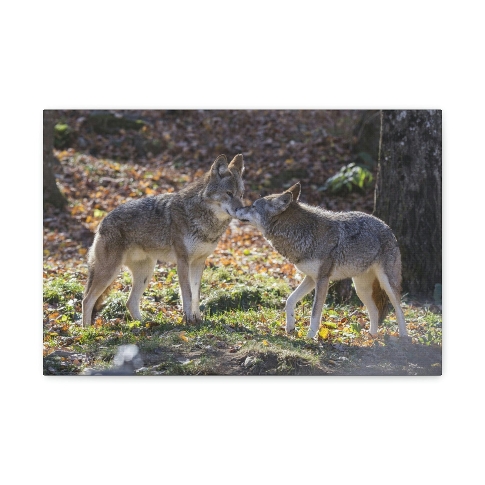 Scripture Walls Coyote Couple Coyote Troop Print Animal Wall Art Wildlife Canvas Prints Wall Art Ready to Hang Unframed-Express Your Love Gifts