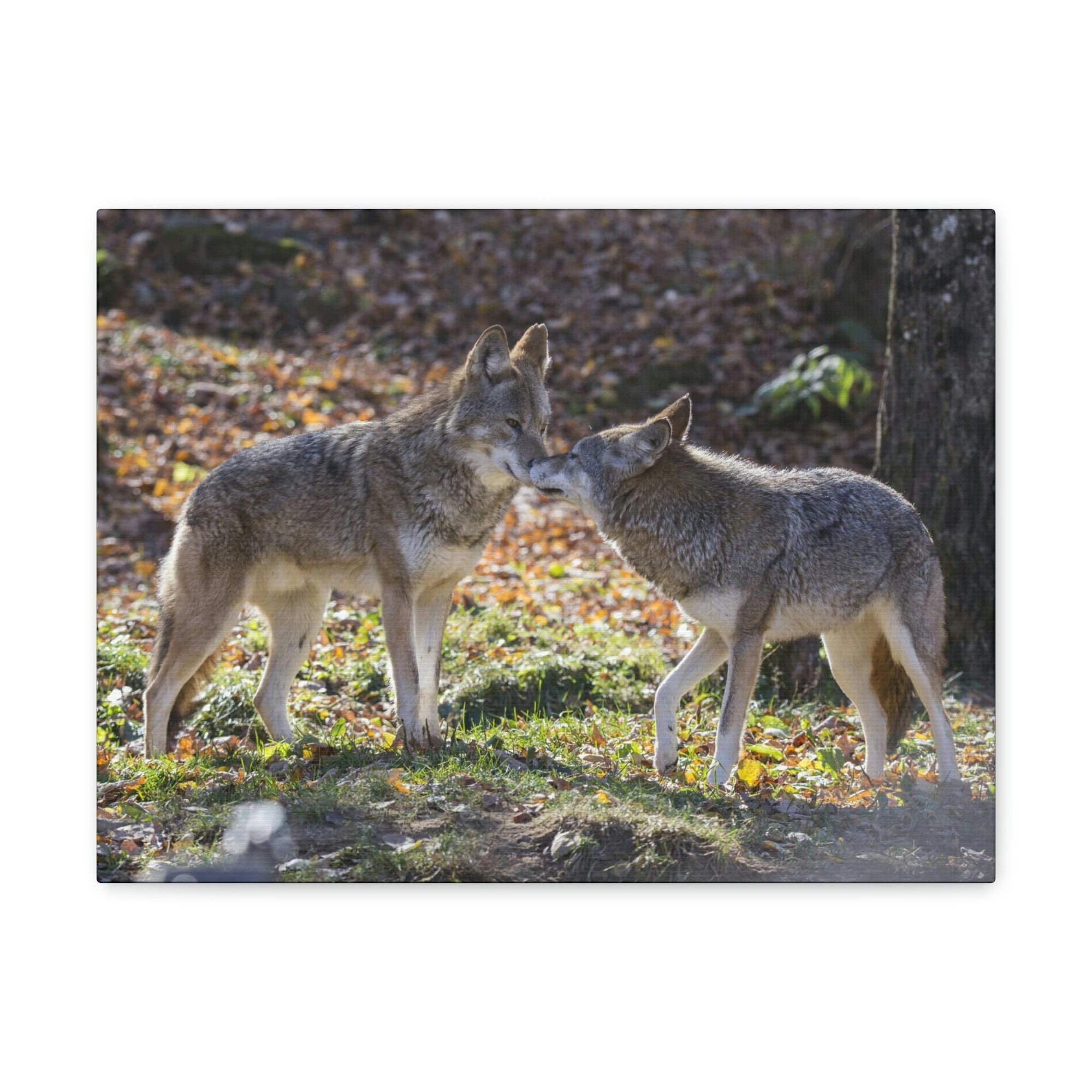 Scripture Walls Coyote Couple Coyote Troop Print Animal Wall Art Wildlife Canvas Prints Wall Art Ready to Hang Unframed-Express Your Love Gifts