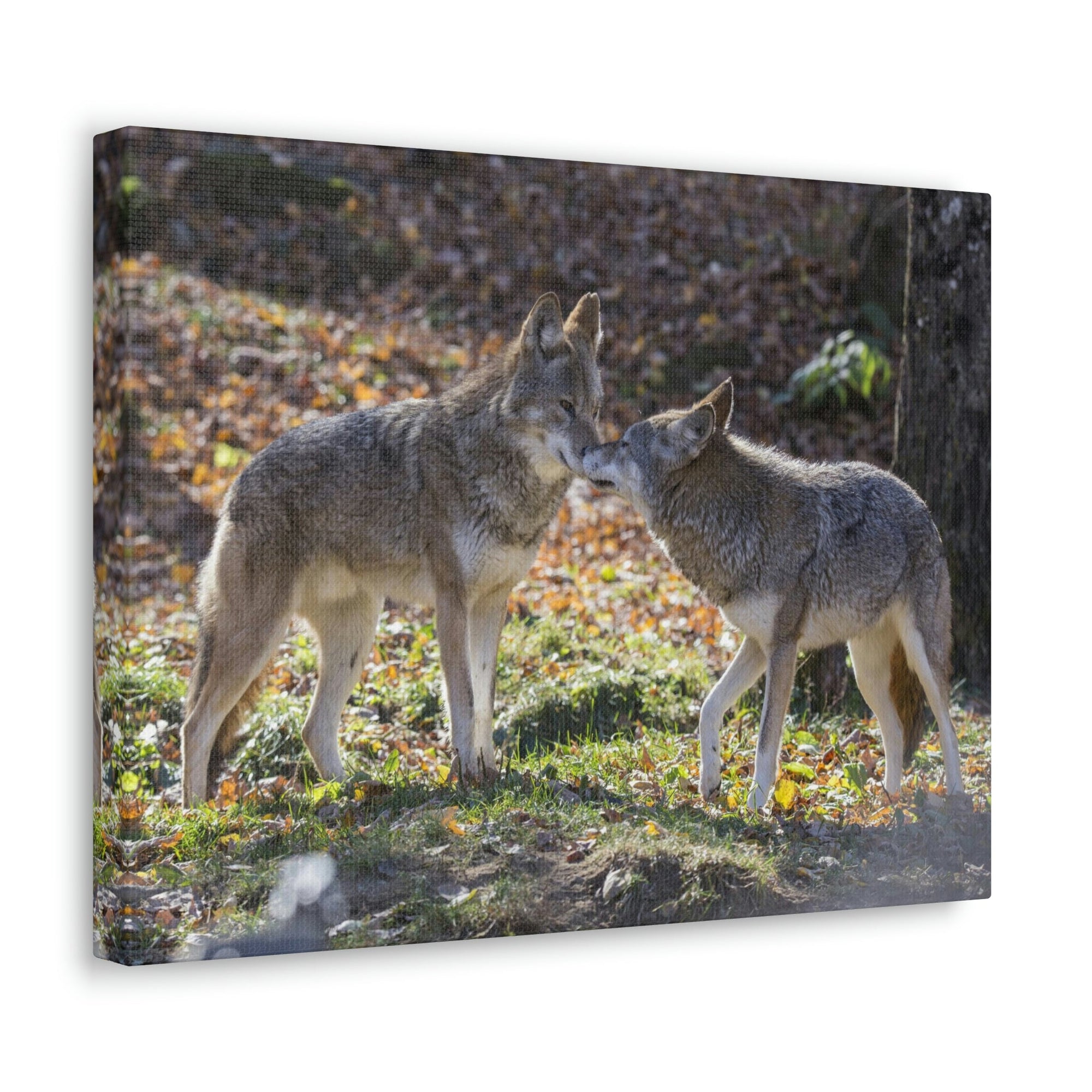 Scripture Walls Coyote Couple Coyote Troop Print Animal Wall Art Wildlife Canvas Prints Wall Art Ready to Hang Unframed-Express Your Love Gifts