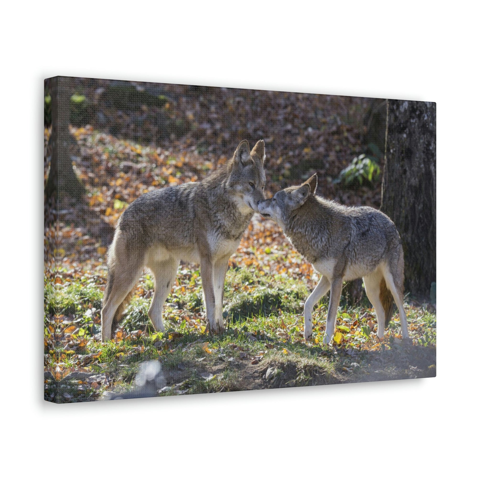 Scripture Walls Coyote Couple Coyote Troop Print Animal Wall Art Wildlife Canvas Prints Wall Art Ready to Hang Unframed-Express Your Love Gifts