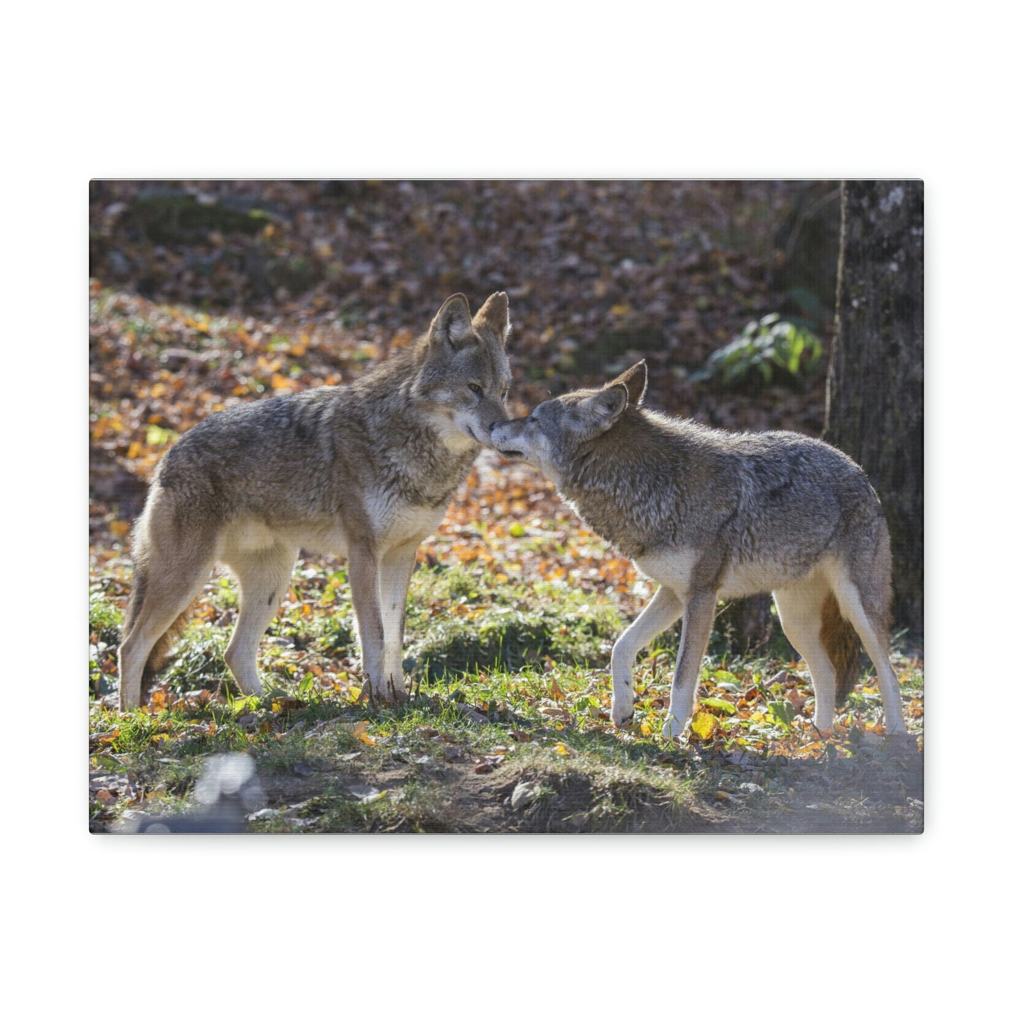 Scripture Walls Coyote Couple Coyote Troop Print Animal Wall Art Wildlife Canvas Prints Wall Art Ready to Hang Unframed-Express Your Love Gifts