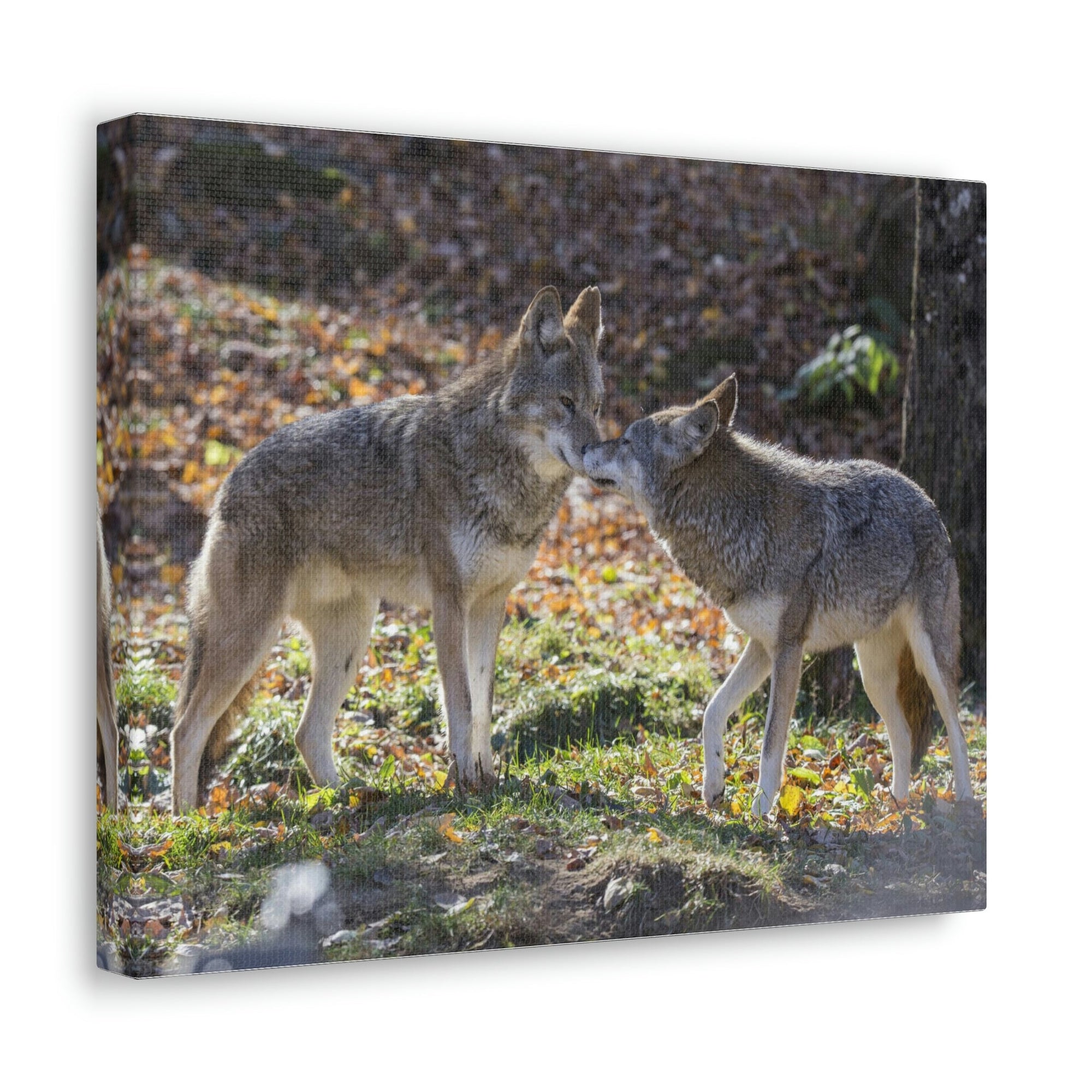 Scripture Walls Coyote Couple Coyote Troop Print Animal Wall Art Wildlife Canvas Prints Wall Art Ready to Hang Unframed-Express Your Love Gifts