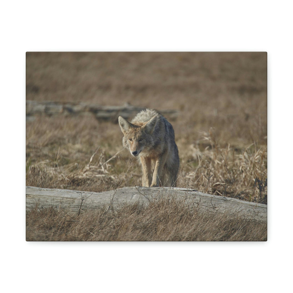 Scripture Walls Coyote Hunting Coyote on Hunt Print Animal Wall Art Wildlife Canvas Prints Wall Art Ready to Hang Unframed-Express Your Love Gifts