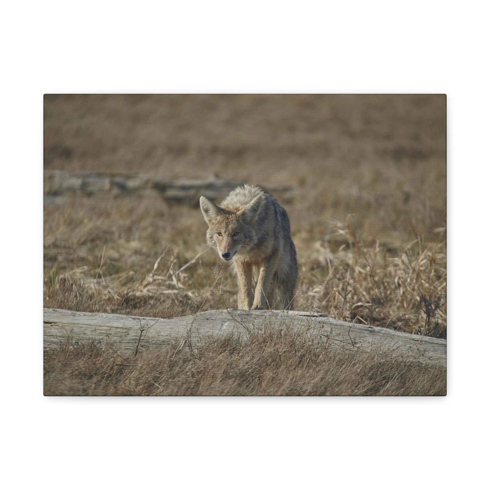 Scripture Walls Coyote Hunting Coyote on Hunt Print Animal Wall Art Wildlife Canvas Prints Wall Art Ready to Hang Unframed-Express Your Love Gifts