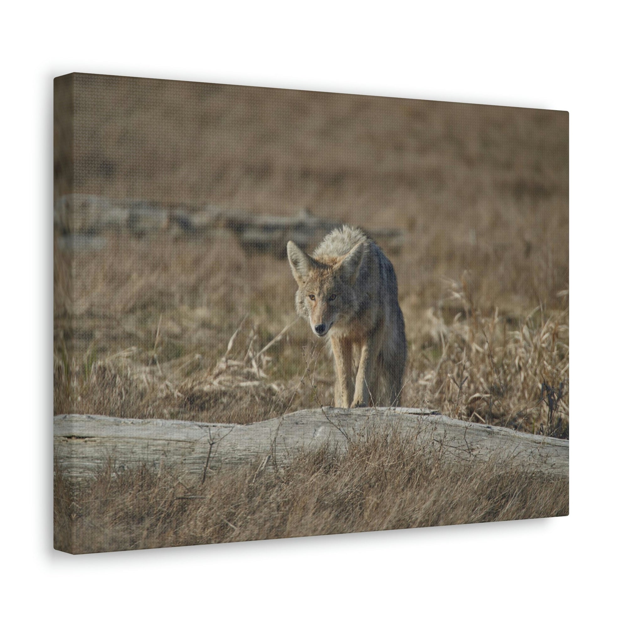 Scripture Walls Coyote Hunting Coyote on Hunt Print Animal Wall Art Wildlife Canvas Prints Wall Art Ready to Hang Unframed-Express Your Love Gifts