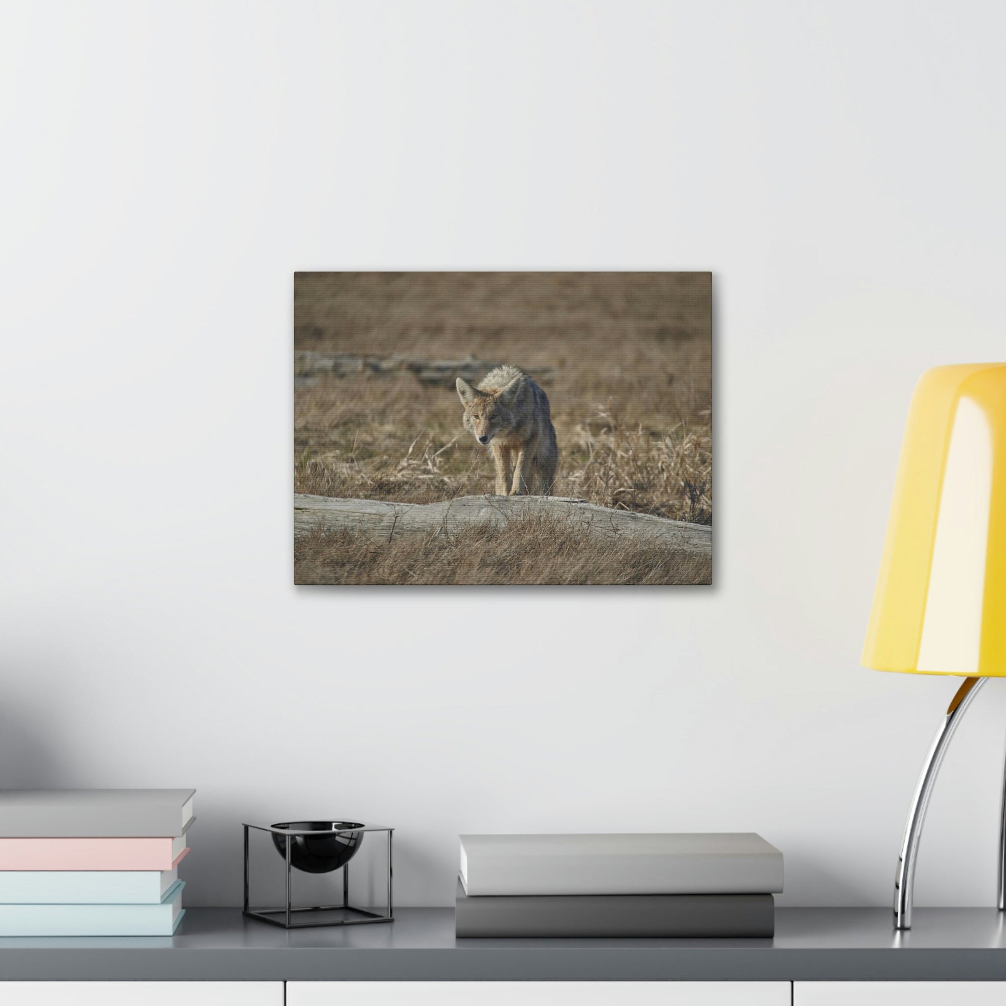 Scripture Walls Coyote Hunting Coyote on Hunt Print Animal Wall Art Wildlife Canvas Prints Wall Art Ready to Hang Unframed-Express Your Love Gifts