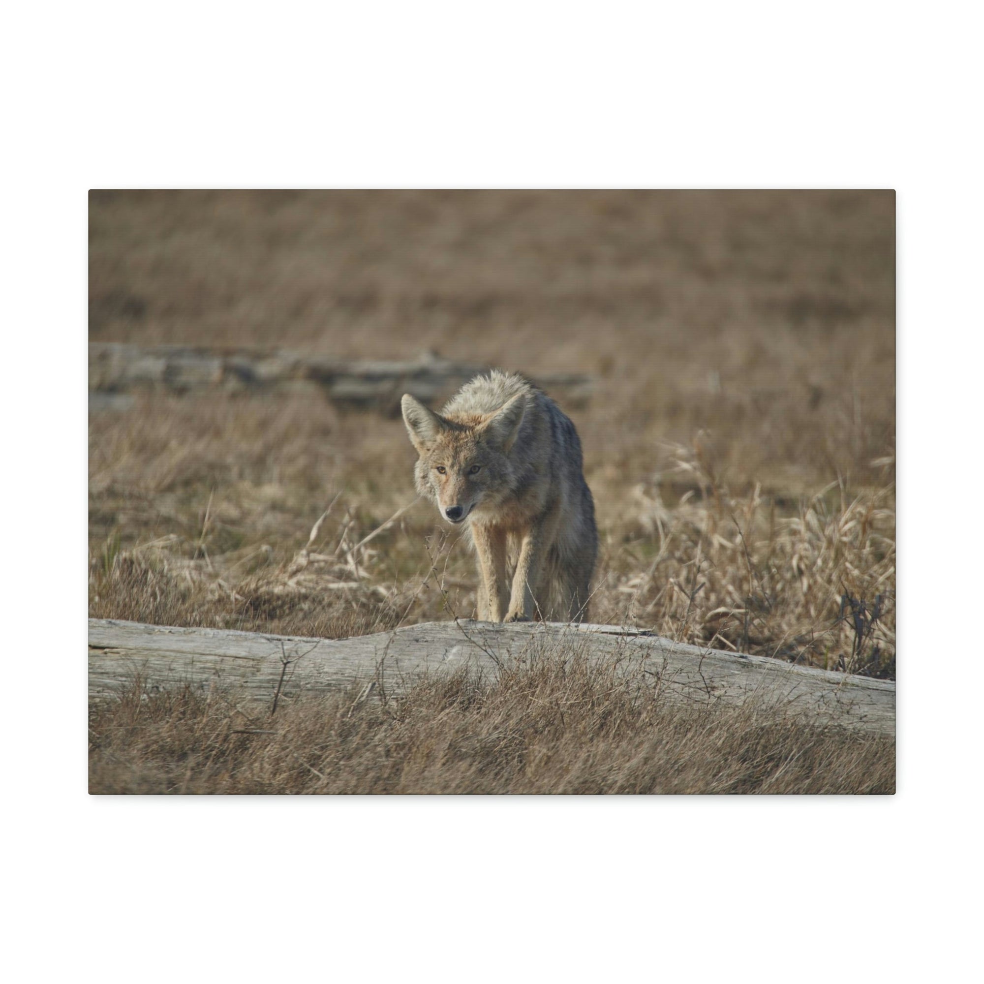 Scripture Walls Coyote Hunting Coyote on Hunt Print Animal Wall Art Wildlife Canvas Prints Wall Art Ready to Hang Unframed-Express Your Love Gifts