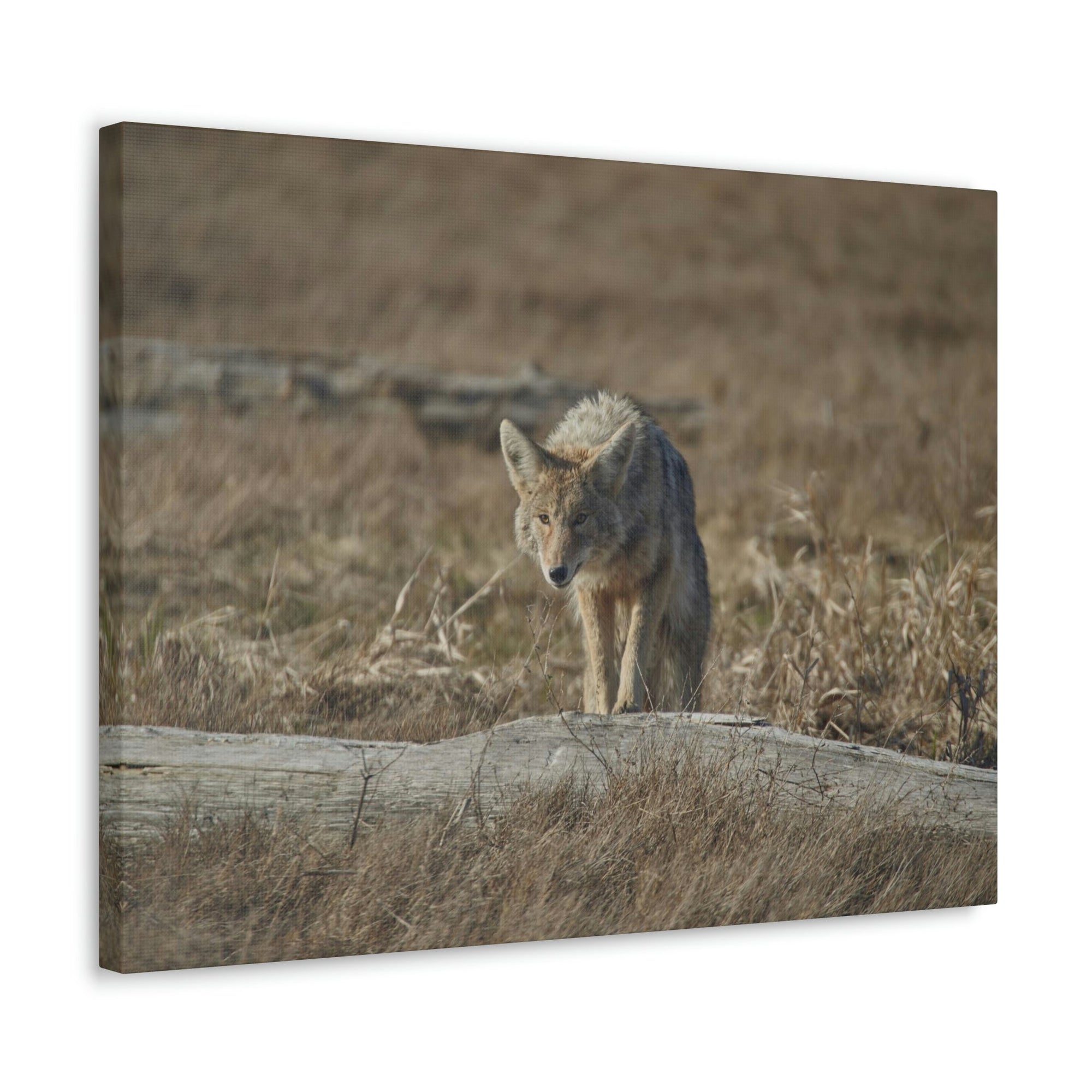 Scripture Walls Coyote Hunting Coyote on Hunt Print Animal Wall Art Wildlife Canvas Prints Wall Art Ready to Hang Unframed-Express Your Love Gifts