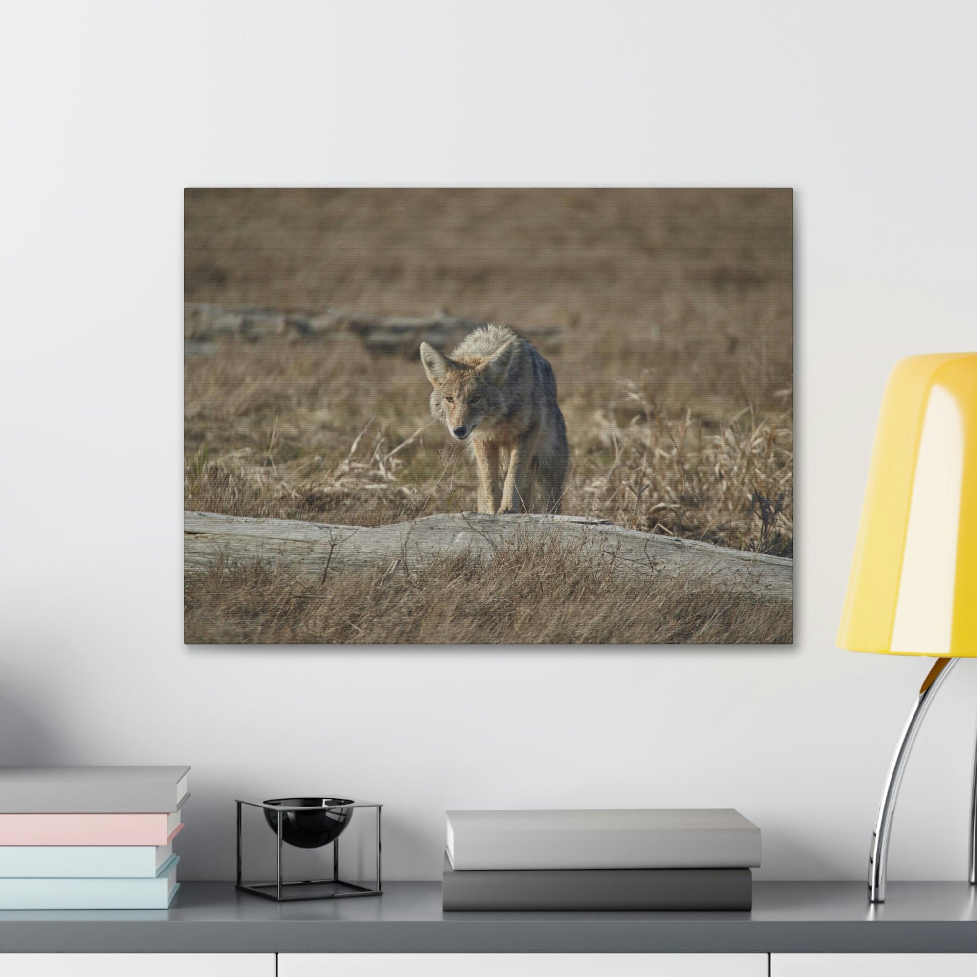 Scripture Walls Coyote Hunting Coyote on Hunt Print Animal Wall Art Wildlife Canvas Prints Wall Art Ready to Hang Unframed-Express Your Love Gifts