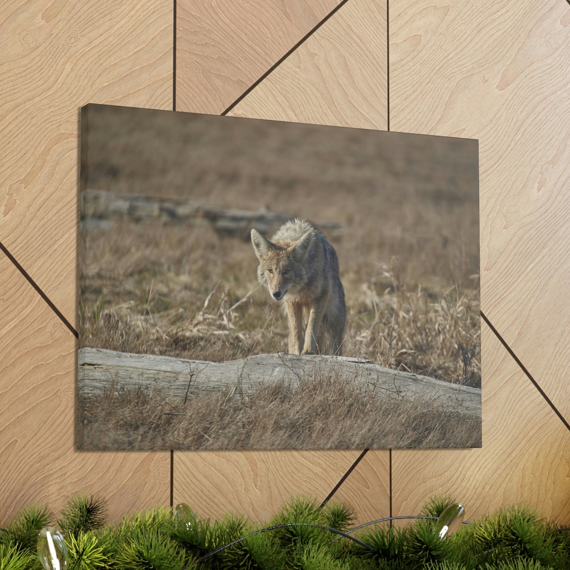 Scripture Walls Coyote Hunting Coyote on Hunt Print Animal Wall Art Wildlife Canvas Prints Wall Art Ready to Hang Unframed-Express Your Love Gifts