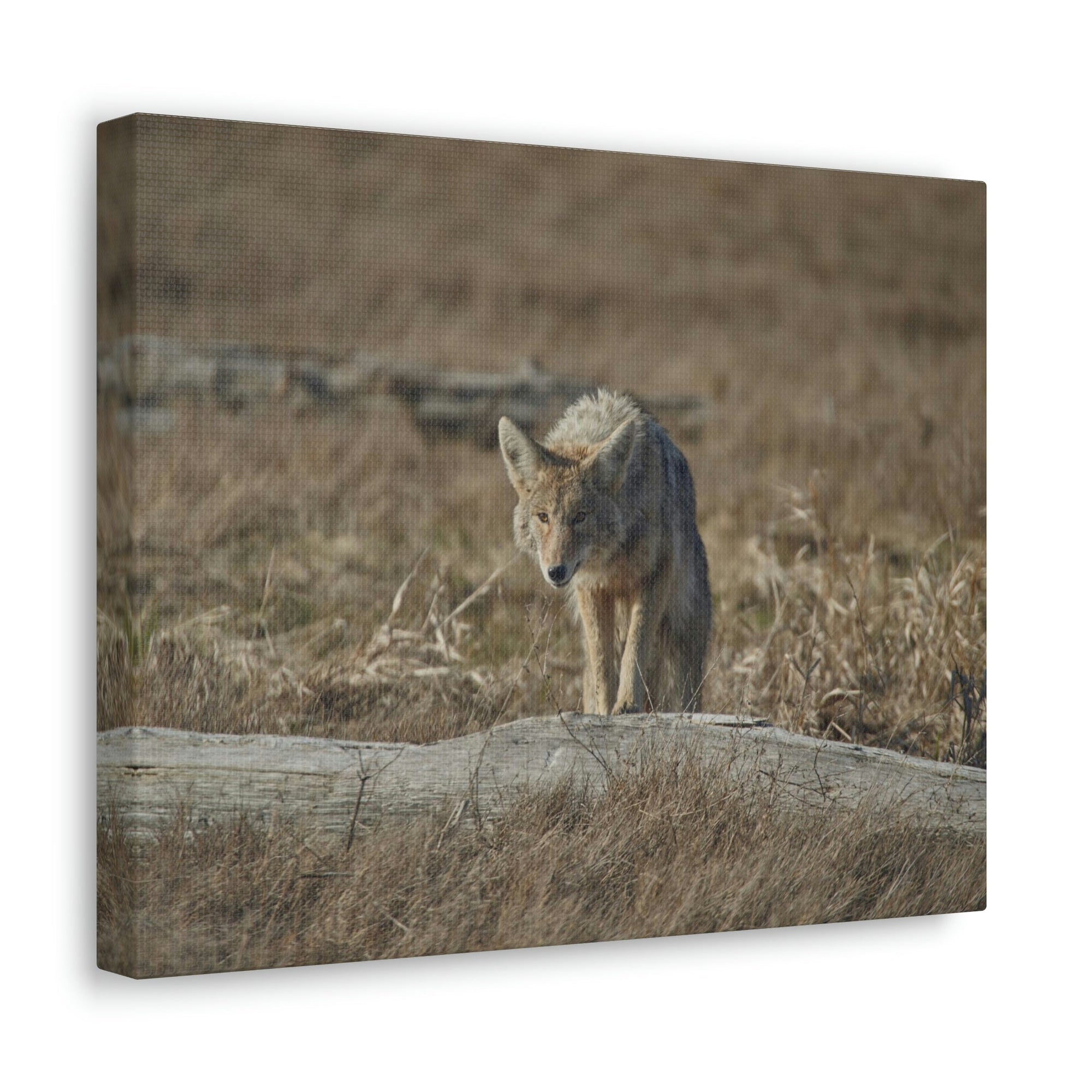 Scripture Walls Coyote Hunting Coyote on Hunt Print Animal Wall Art Wildlife Canvas Prints Wall Art Ready to Hang Unframed-Express Your Love Gifts