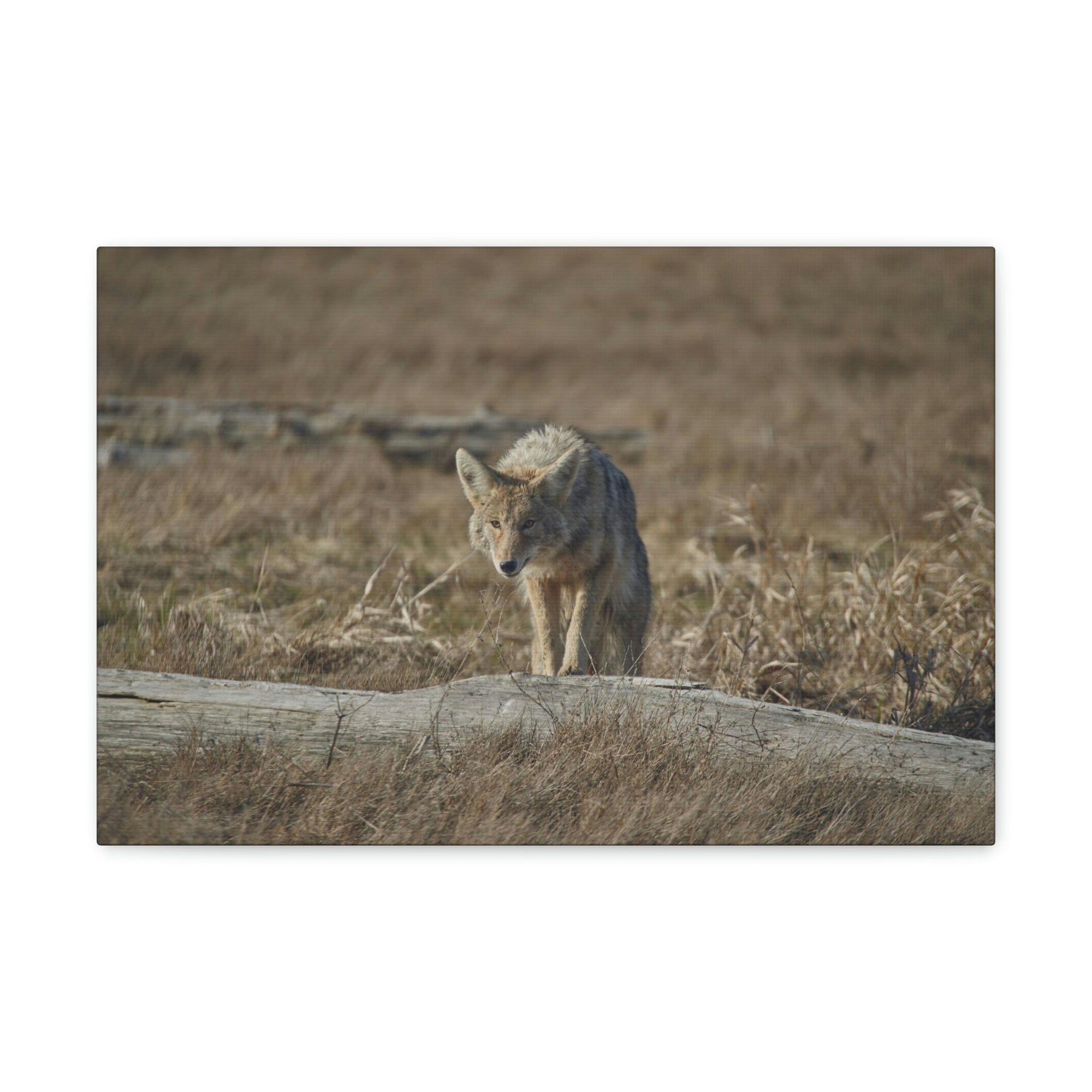 Scripture Walls Coyote Hunting Coyote on Hunt Print Animal Wall Art Wildlife Canvas Prints Wall Art Ready to Hang Unframed-Express Your Love Gifts