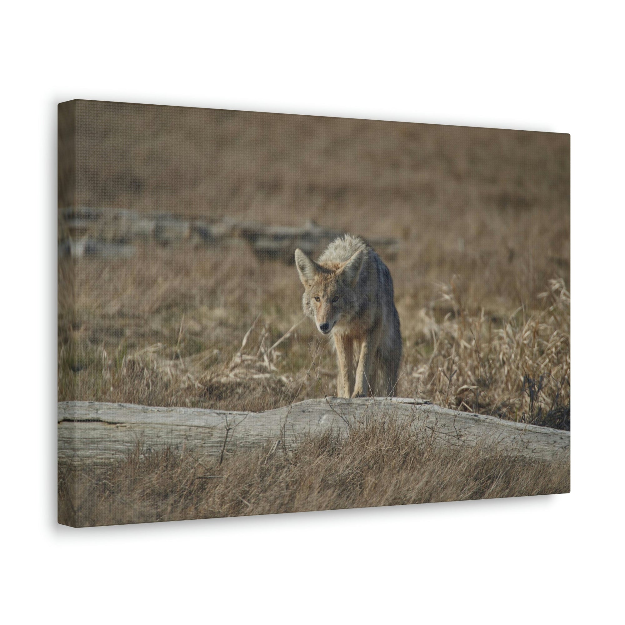 Scripture Walls Coyote Hunting Coyote on Hunt Print Animal Wall Art Wildlife Canvas Prints Wall Art Ready to Hang Unframed-Express Your Love Gifts