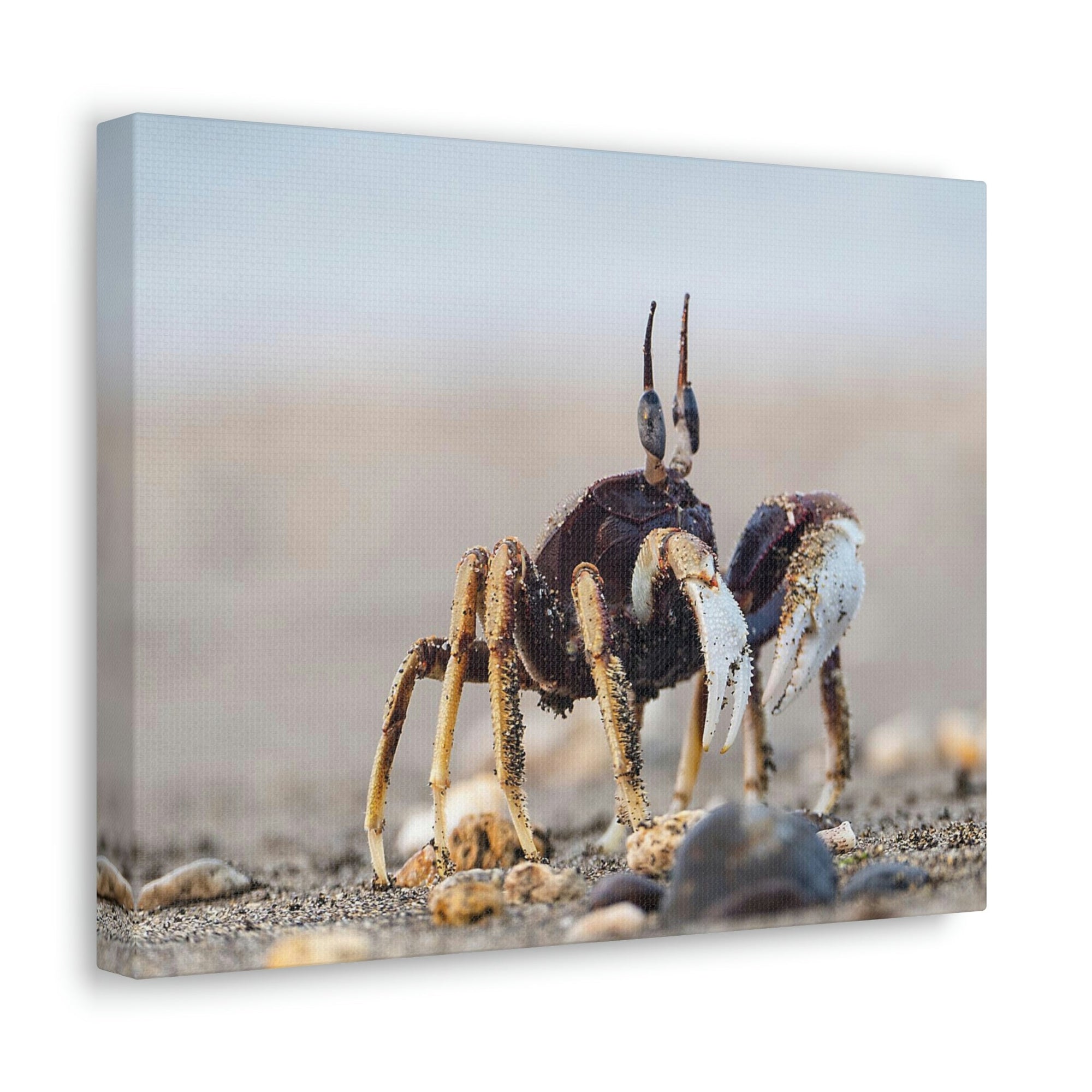 Scripture Walls Crab Hunting Crab on Hunt Print Animal Wall Art Wildlife Canvas Prints Wall Art Ready to Hang Unframed-Express Your Love Gifts