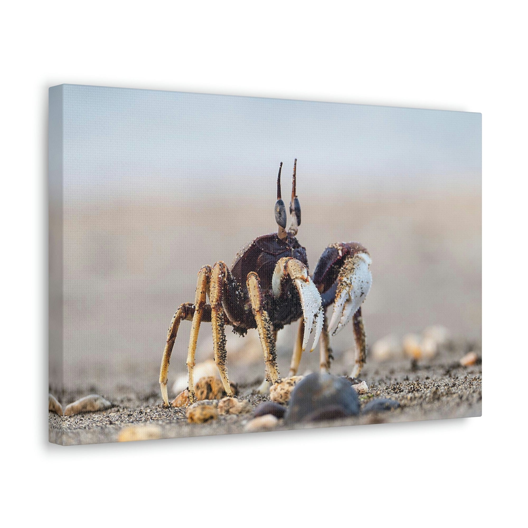 Scripture Walls Crab Hunting Crab on Hunt Print Animal Wall Art Wildlife Canvas Prints Wall Art Ready to Hang Unframed-Express Your Love Gifts