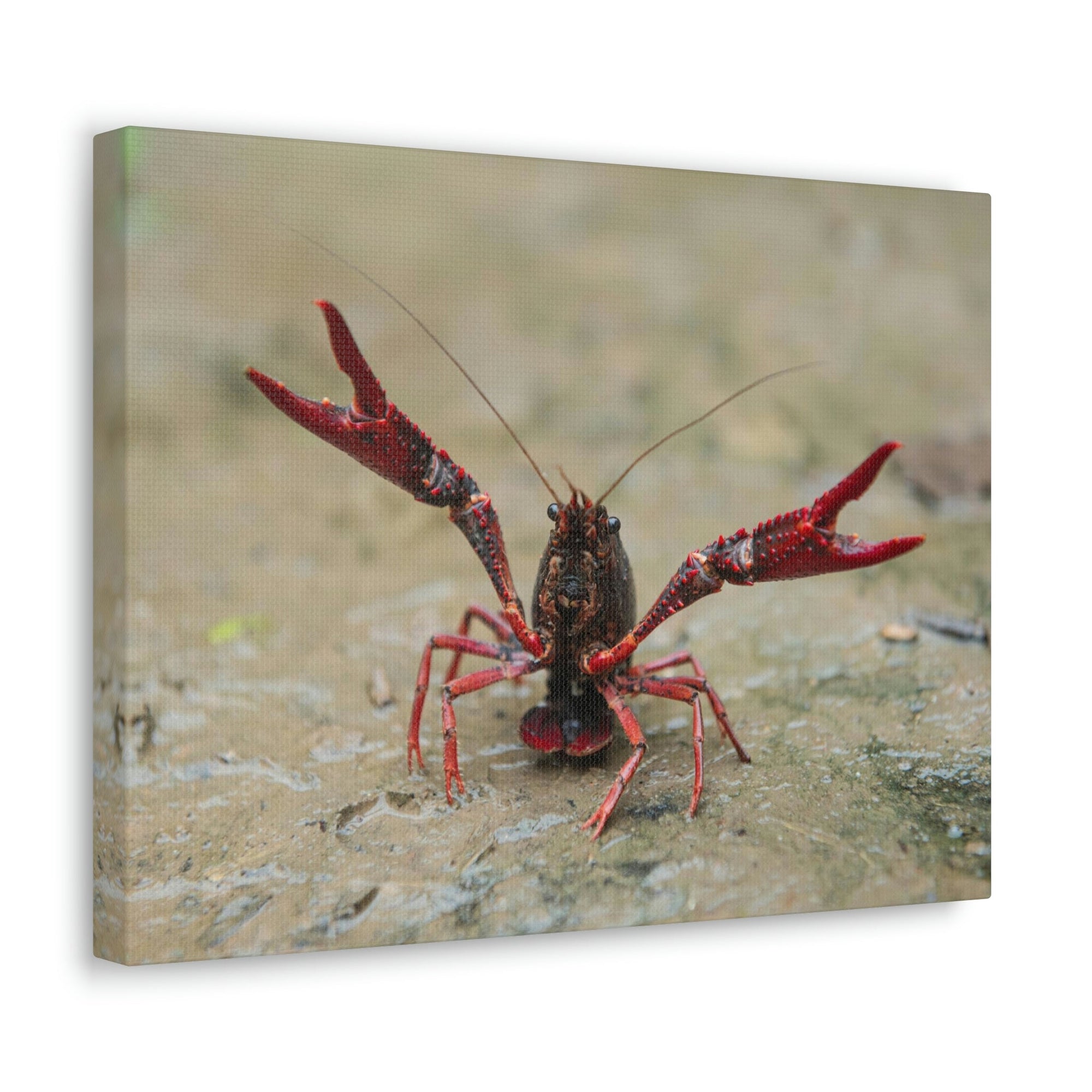 Scripture Walls Crawfish Hunting Crawfish on Hunt Print Animal Wall Art Wildlife Canvas Prints Wall Art Ready to Hang Unframed-Express Your Love Gifts