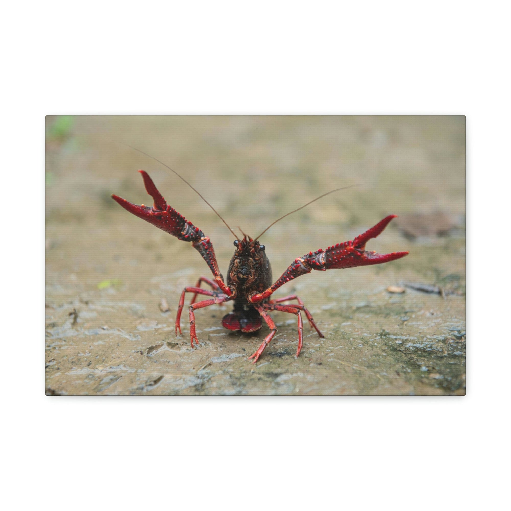 Scripture Walls Crawfish Hunting Crawfish on Hunt Print Animal Wall Art Wildlife Canvas Prints Wall Art Ready to Hang Unframed-Express Your Love Gifts