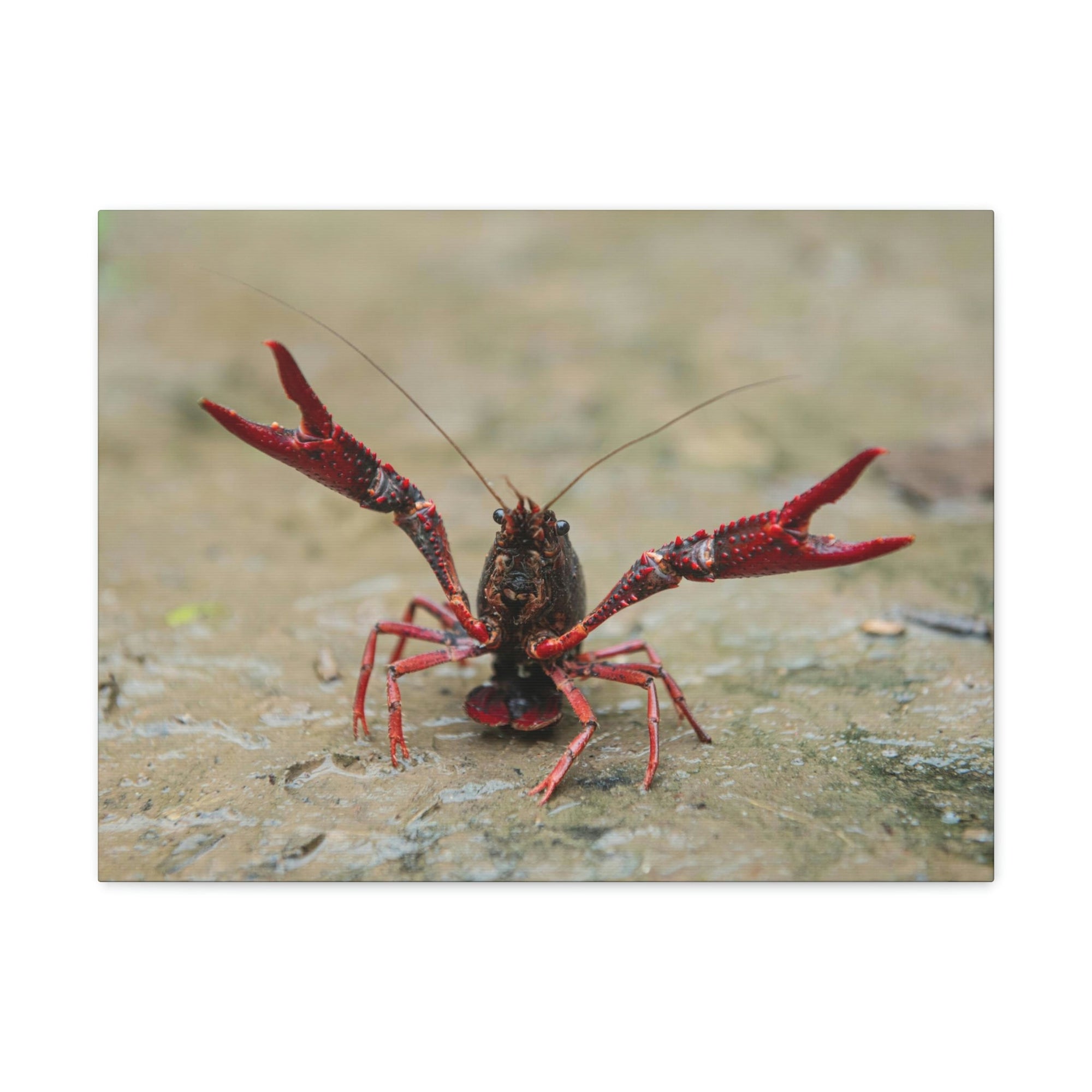 Scripture Walls Crawfish Hunting Crawfish on Hunt Print Animal Wall Art Wildlife Canvas Prints Wall Art Ready to Hang Unframed-Express Your Love Gifts