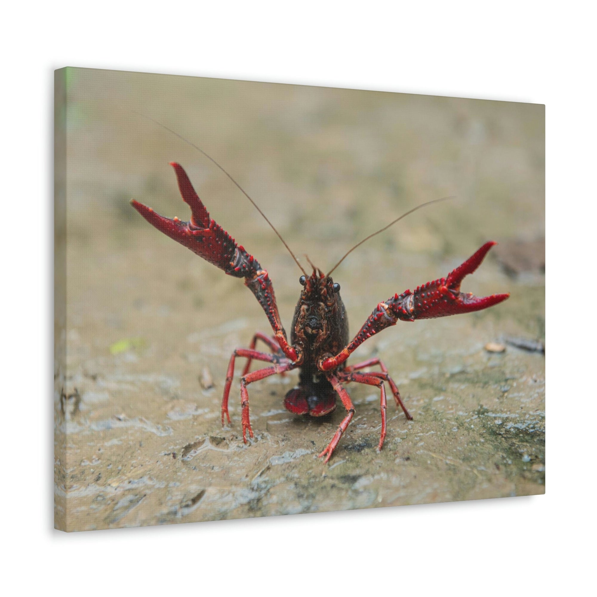 Scripture Walls Crawfish Hunting Crawfish on Hunt Print Animal Wall Art Wildlife Canvas Prints Wall Art Ready to Hang Unframed-Express Your Love Gifts