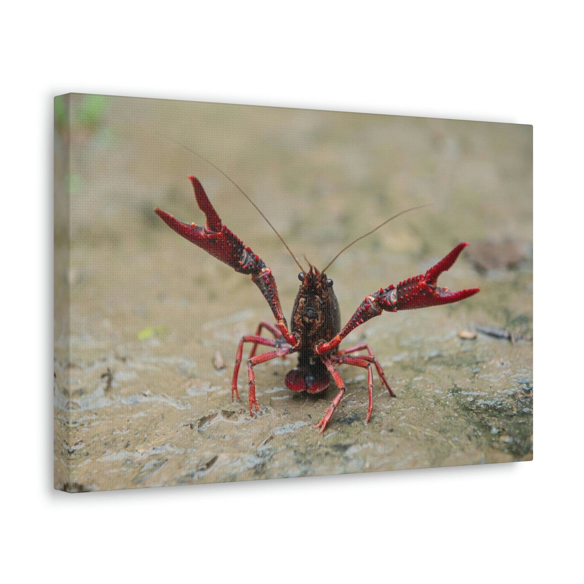 Scripture Walls Crawfish Hunting Crawfish on Hunt Print Animal Wall Art Wildlife Canvas Prints Wall Art Ready to Hang Unframed-Express Your Love Gifts