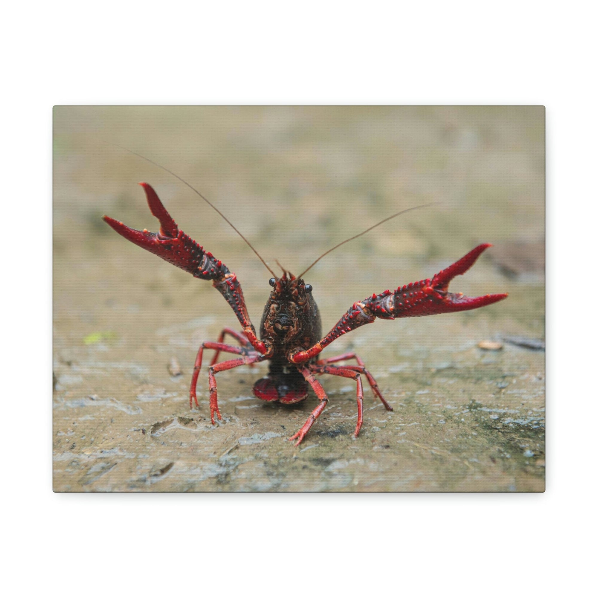 Scripture Walls Crawfish Hunting Crawfish on Hunt Print Animal Wall Art Wildlife Canvas Prints Wall Art Ready to Hang Unframed-Express Your Love Gifts