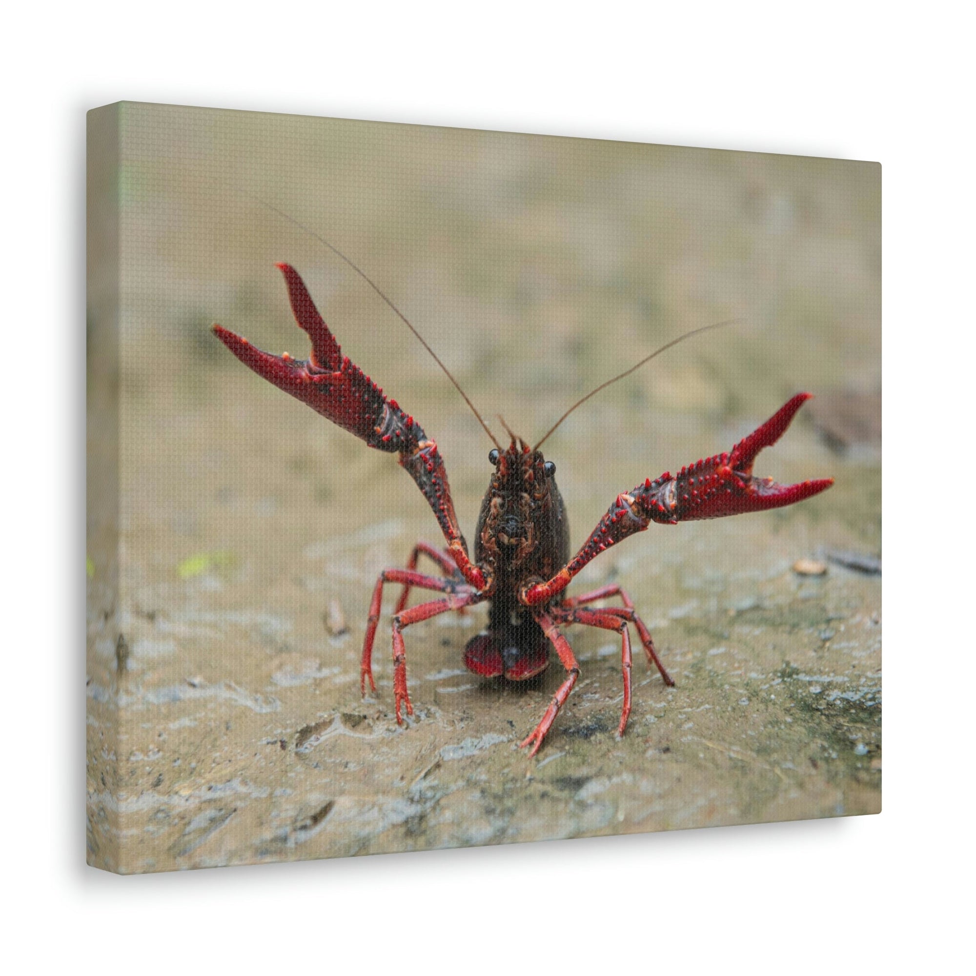 Scripture Walls Crawfish Hunting Crawfish on Hunt Print Animal Wall Art Wildlife Canvas Prints Wall Art Ready to Hang Unframed-Express Your Love Gifts