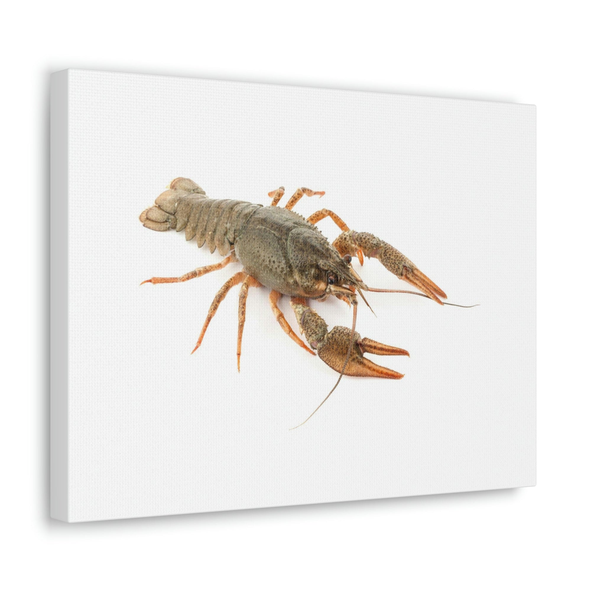 Scripture Walls Cray Fish Hunting Cray Fish on Hunt Print Animal Wall Art Wildlife Canvas Prints Wall Art Ready to Hang Unframed-Express Your Love Gifts