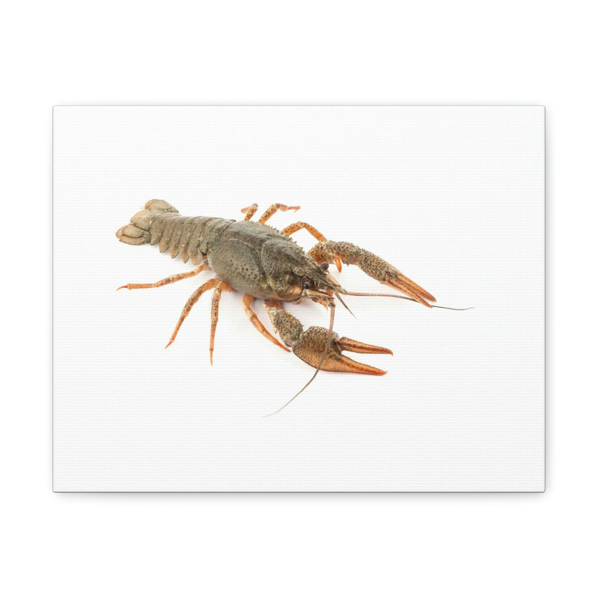 Scripture Walls Cray Fish Hunting Cray Fish on Hunt Print Animal Wall Art Wildlife Canvas Prints Wall Art Ready to Hang Unframed-Express Your Love Gifts