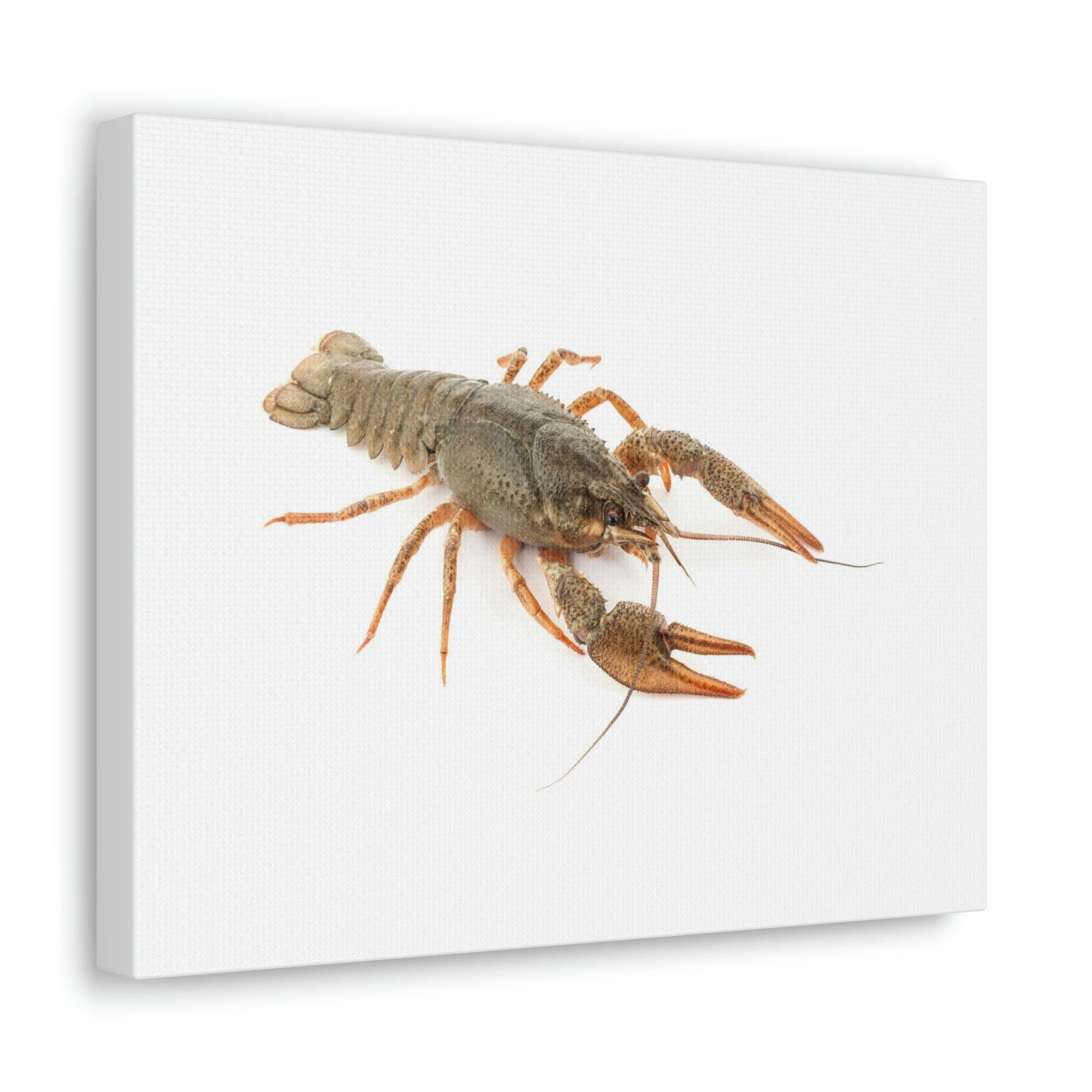 Scripture Walls Cray Fish Hunting Cray Fish on Hunt Print Animal Wall Art Wildlife Canvas Prints Wall Art Ready to Hang Unframed-Express Your Love Gifts