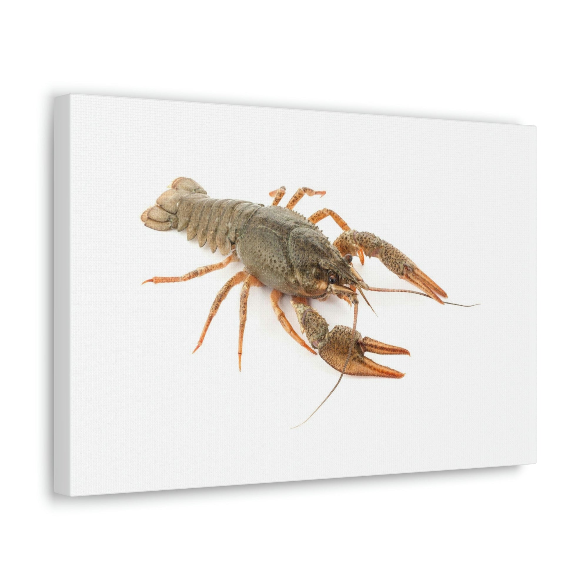 Scripture Walls Cray Fish Hunting Cray Fish on Hunt Print Animal Wall Art Wildlife Canvas Prints Wall Art Ready to Hang Unframed-Express Your Love Gifts