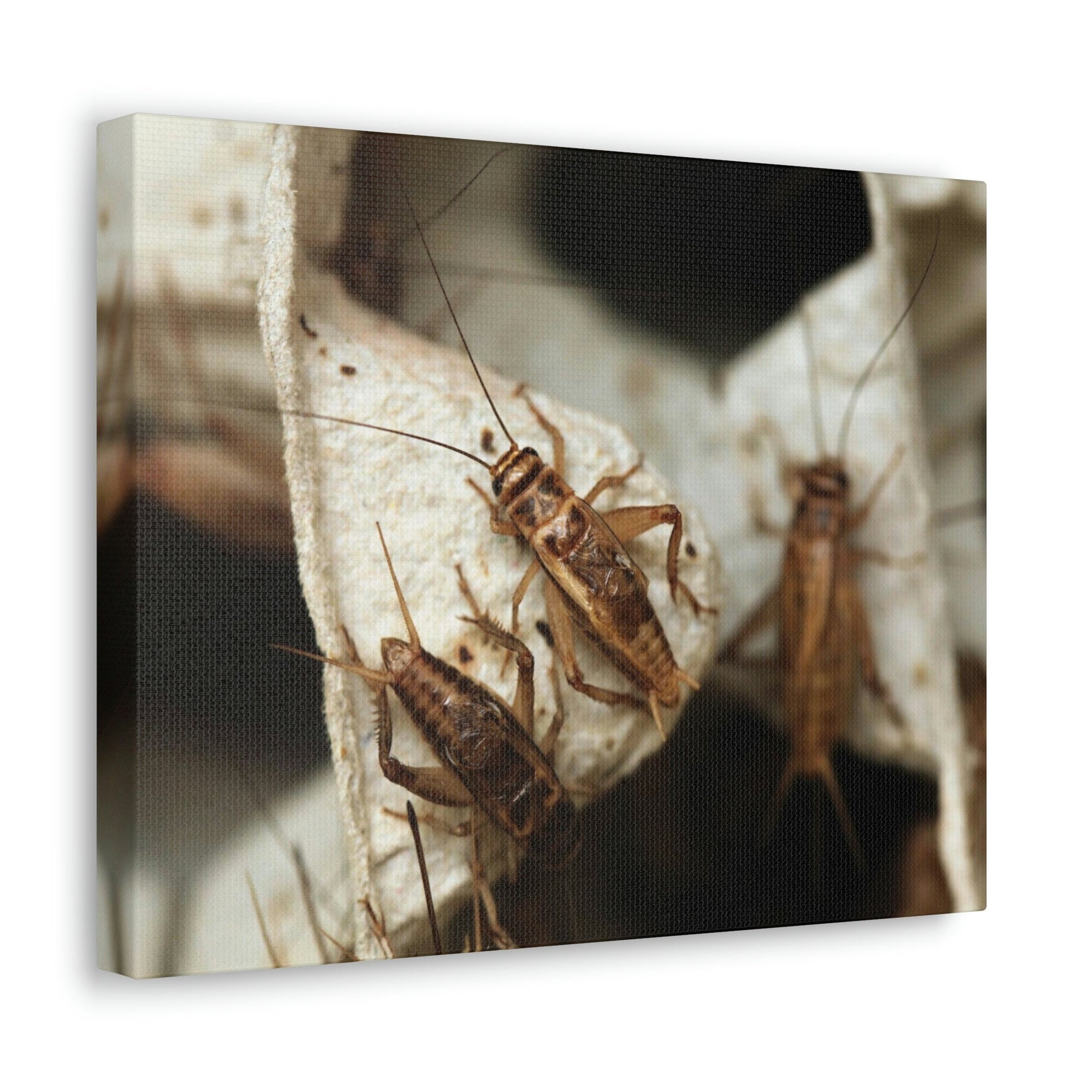 Scripture Walls Cricket Couple Cricket Troop Print Animal Wall Art Wildlife Canvas Prints Wall Art Ready to Hang Unframed-Express Your Love Gifts