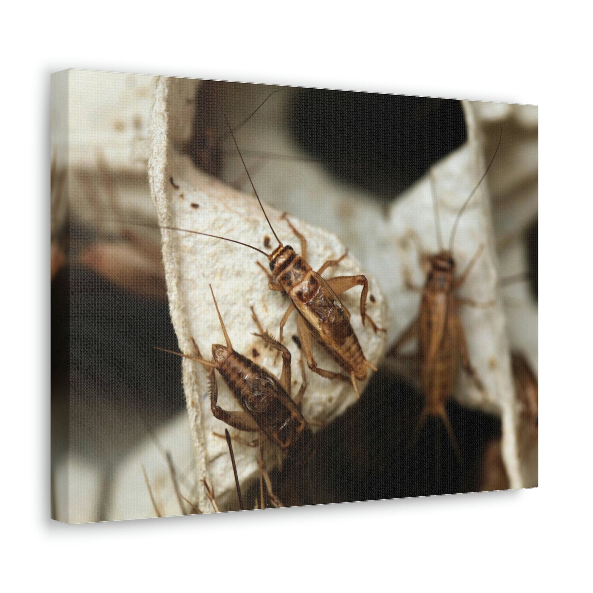 Scripture Walls Cricket Couple Cricket Troop Print Animal Wall Art Wildlife Canvas Prints Wall Art Ready to Hang Unframed-Express Your Love Gifts