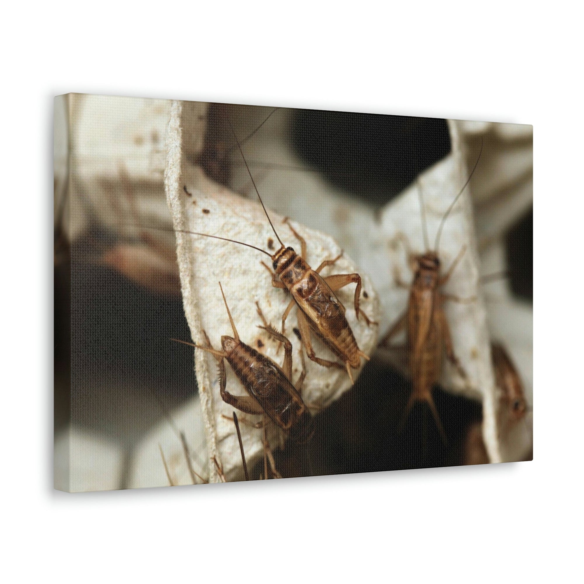 Scripture Walls Cricket Couple Cricket Troop Print Animal Wall Art Wildlife Canvas Prints Wall Art Ready to Hang Unframed-Express Your Love Gifts