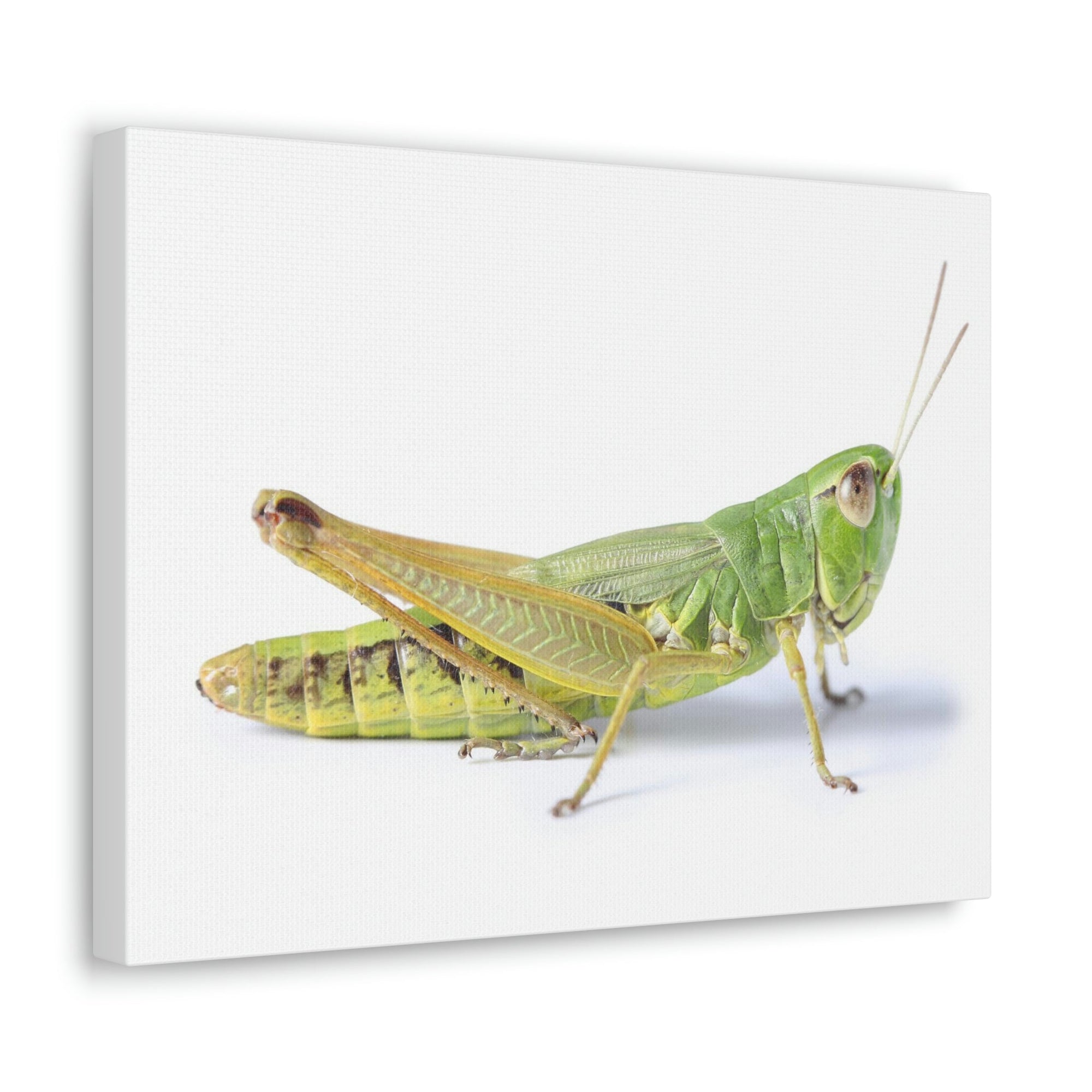 Scripture Walls Cricket Hunting Cricket on Hunt Print Animal Wall Art Wildlife Canvas Prints Wall Art Ready to Hang Unframed-Express Your Love Gifts