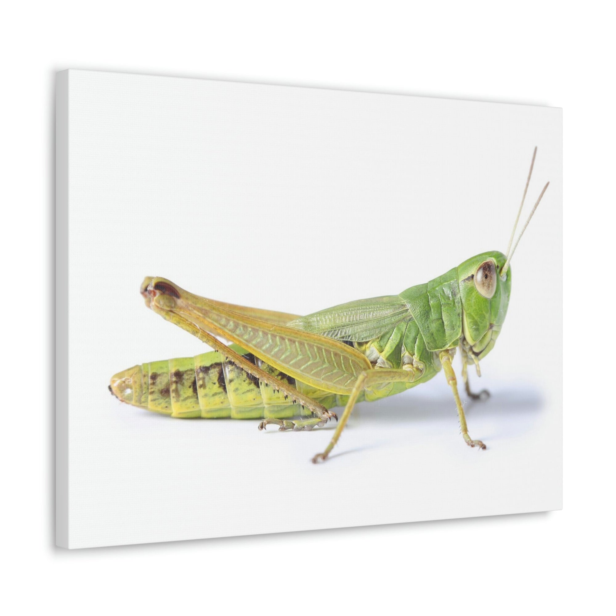 Scripture Walls Cricket Hunting Cricket on Hunt Print Animal Wall Art Wildlife Canvas Prints Wall Art Ready to Hang Unframed-Express Your Love Gifts