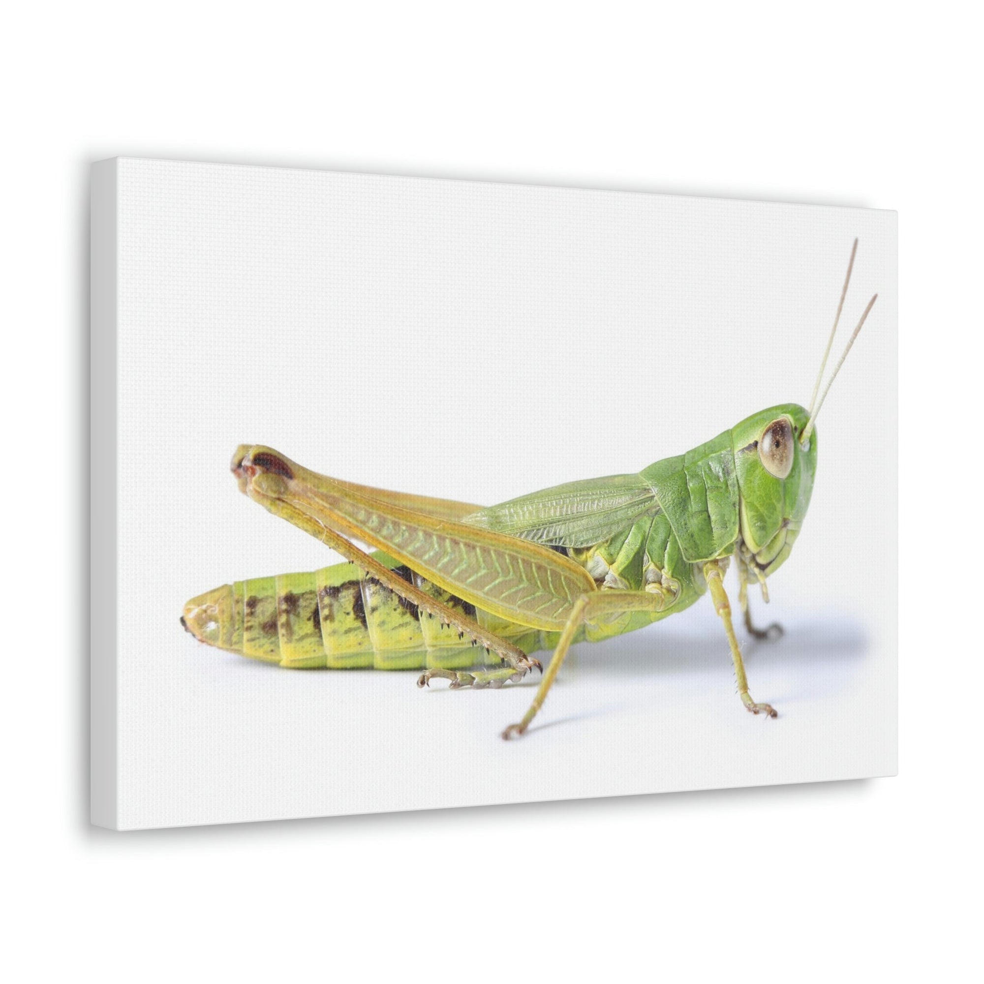 Scripture Walls Cricket Hunting Cricket on Hunt Print Animal Wall Art Wildlife Canvas Prints Wall Art Ready to Hang Unframed-Express Your Love Gifts