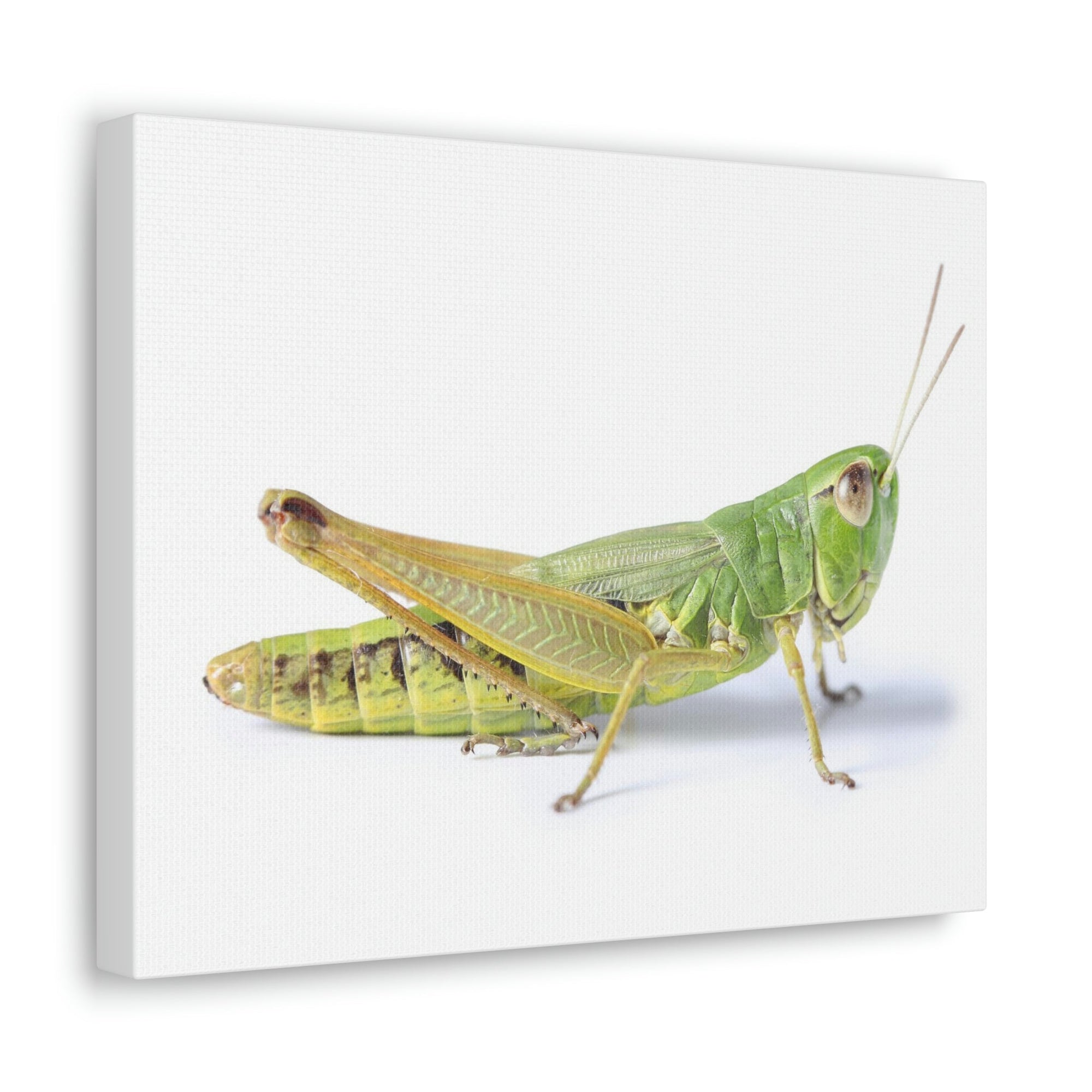 Scripture Walls Cricket Hunting Cricket on Hunt Print Animal Wall Art Wildlife Canvas Prints Wall Art Ready to Hang Unframed-Express Your Love Gifts