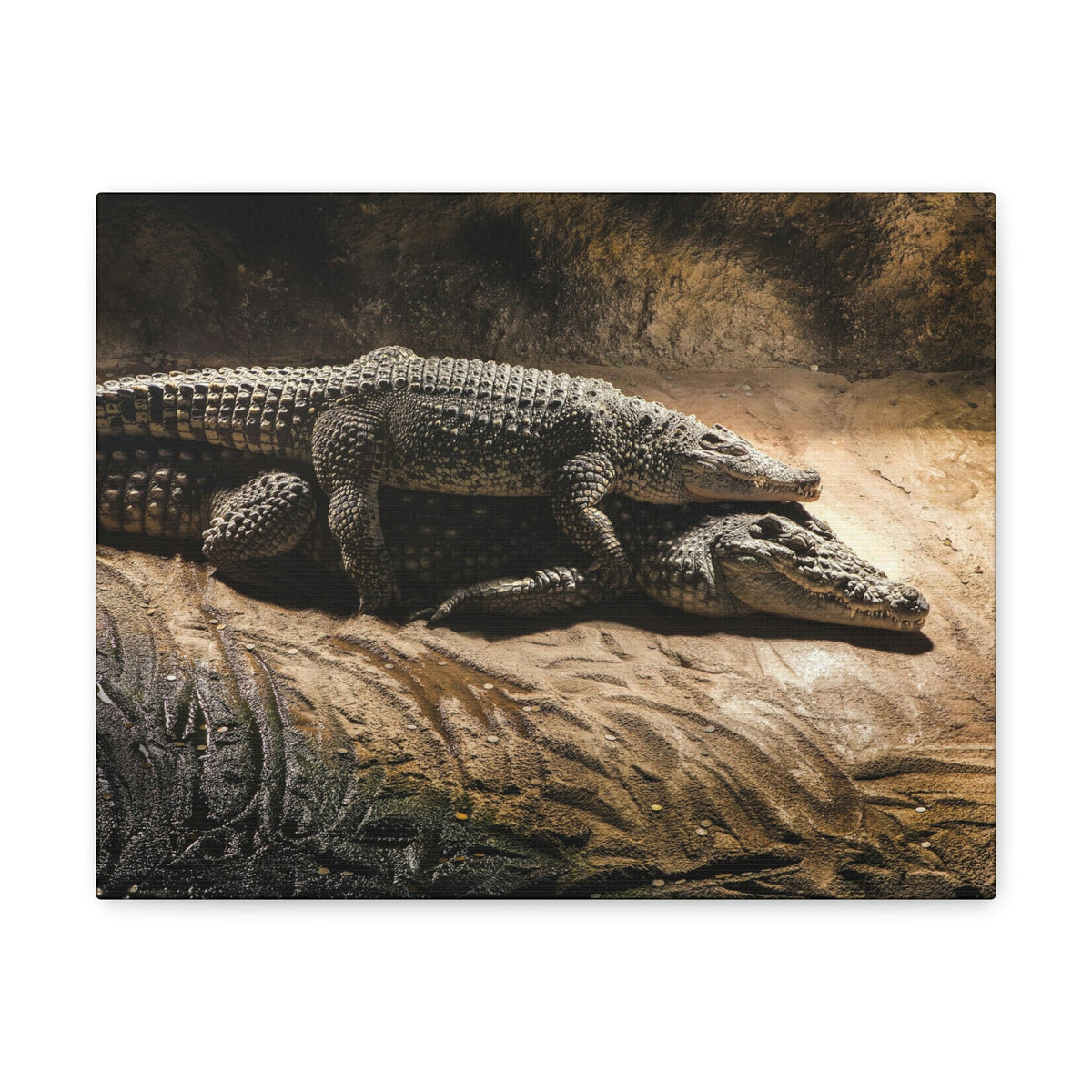 Scripture Walls Crocodile Couple Crocodile Troop Print Animal Wall Art Wildlife Canvas Prints Wall Art Ready to Hang Unframed-Express Your Love Gifts